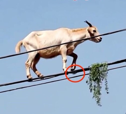 The goat's back hoof is levitating above the line. Note: Image is a screenshot from video. The goat's back hoof is levitating above the line.