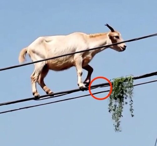 The goat's back hoof is levitating above the line. Note: Image is a screenshot from video. The goat's back hoof is levitating above the line.