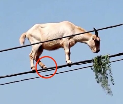 The goat's back hoof is levitating above the line. Note: Image is a screenshot from video. The goat's back hoof is levitating above the line.