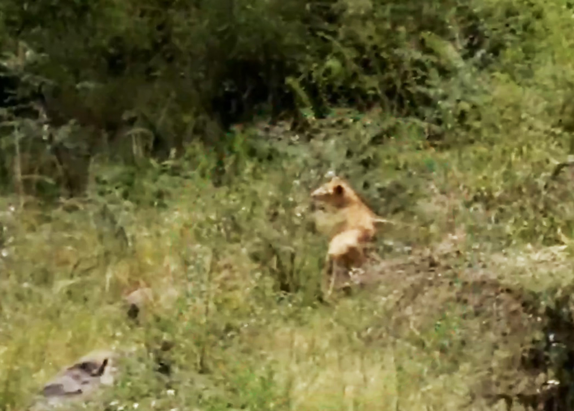 Picture shows a lion that allegedly killed Peace Mwende, undated. She was killed near the Nairobi National Park, Kenya. Note: Picture is a screenshot from video. Lion