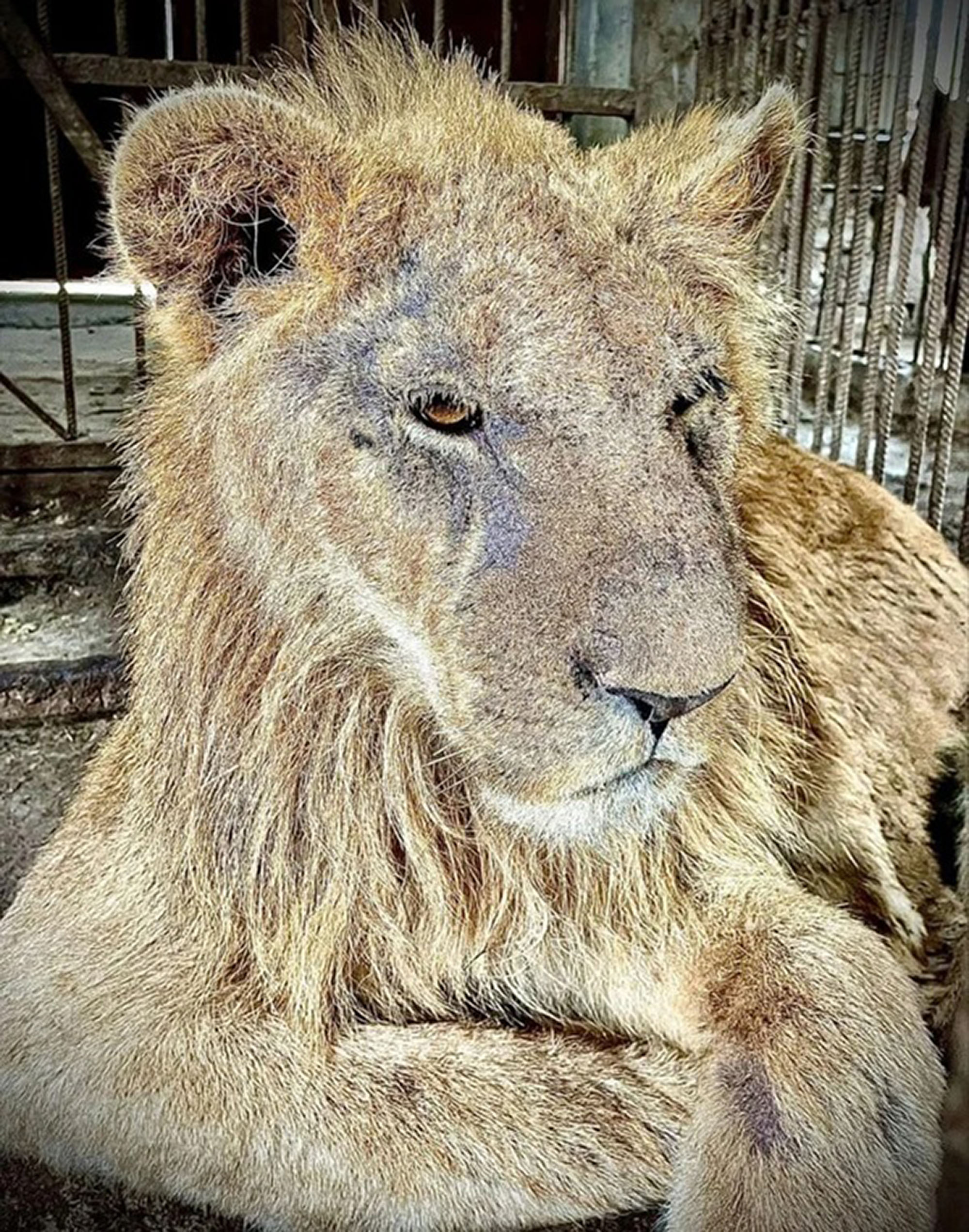 Picture shows the lion at the illegal zoo in Derbent district of Dagestan in Russia, undated. Sick animals kept in cramped cages for public amusement. Note: Governement photo. Lion