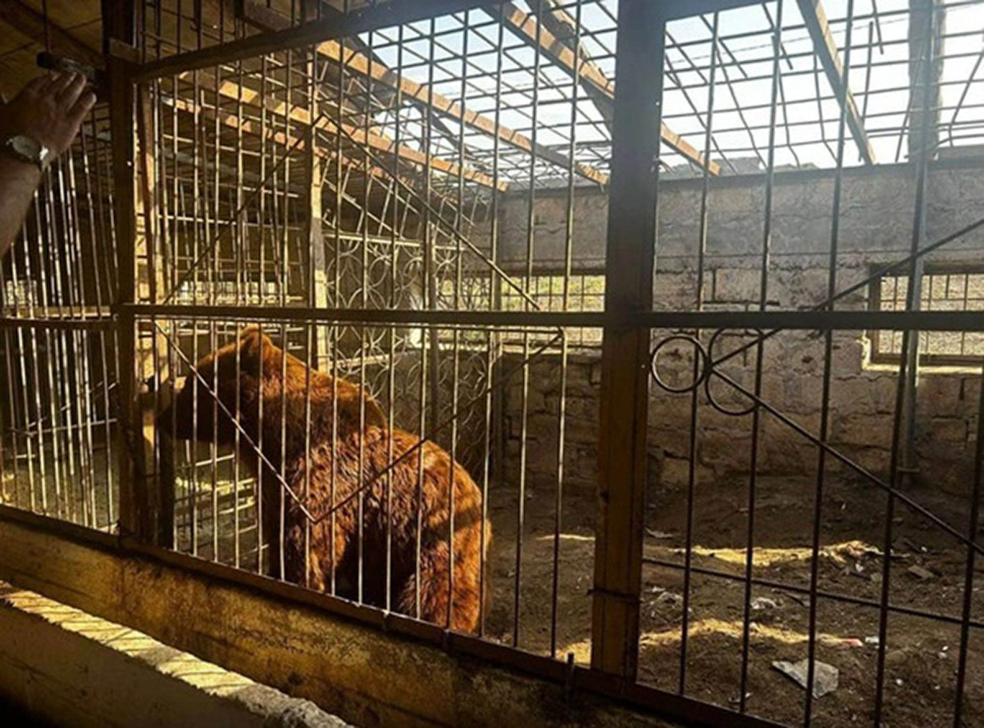 Picture shows bear at the illegal zoo in Derbent district of Dagestan in Russia, undated. Sick animals kept in cramped cages for public amusement. Note: Prosecution photo. Bears