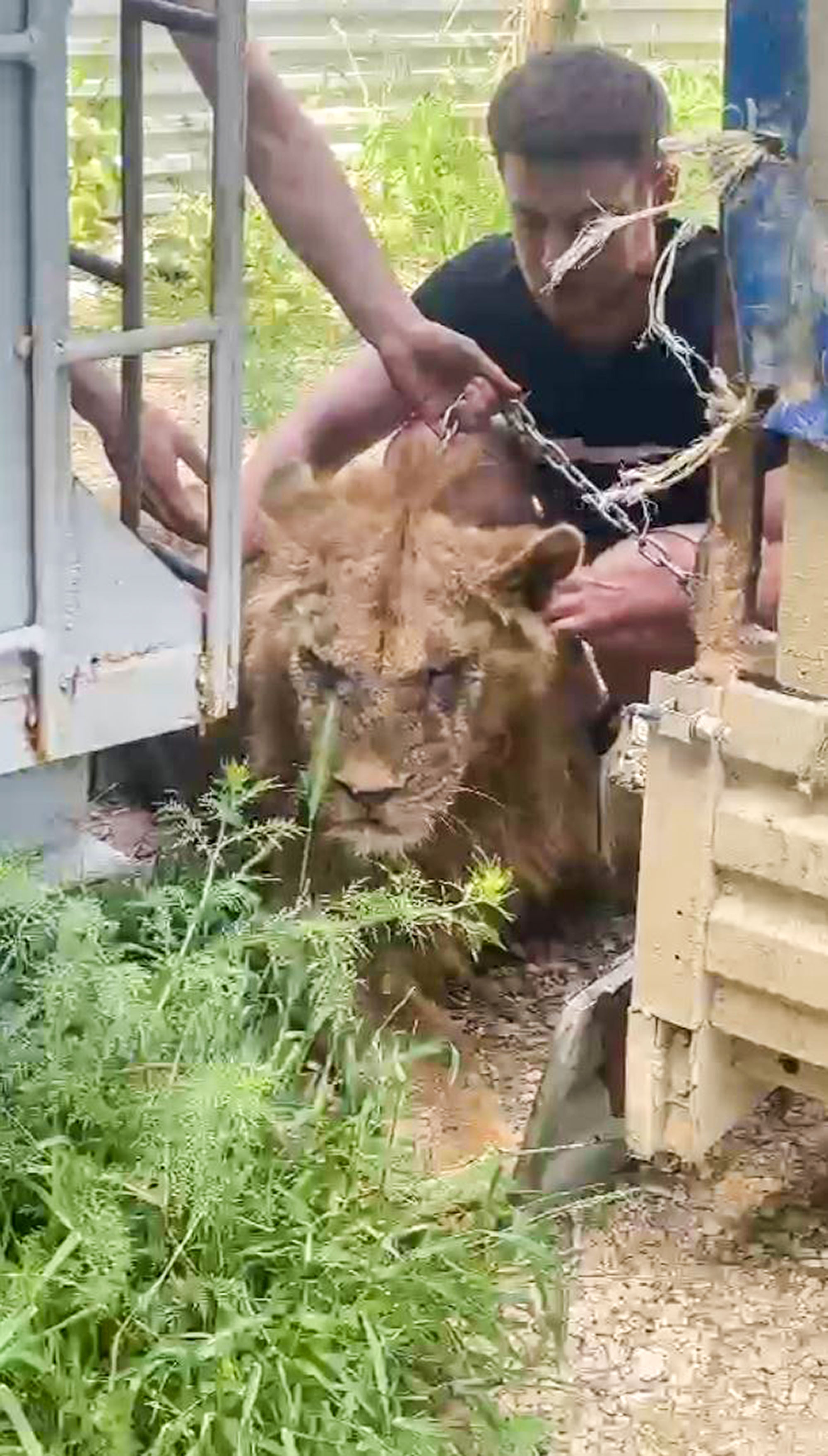 Video shows the lion cub Simba, undated. Sick animals kept in cramped cages for public amusement in Dagestan, Russia. Note: Photo is a screenshot from a video Lion