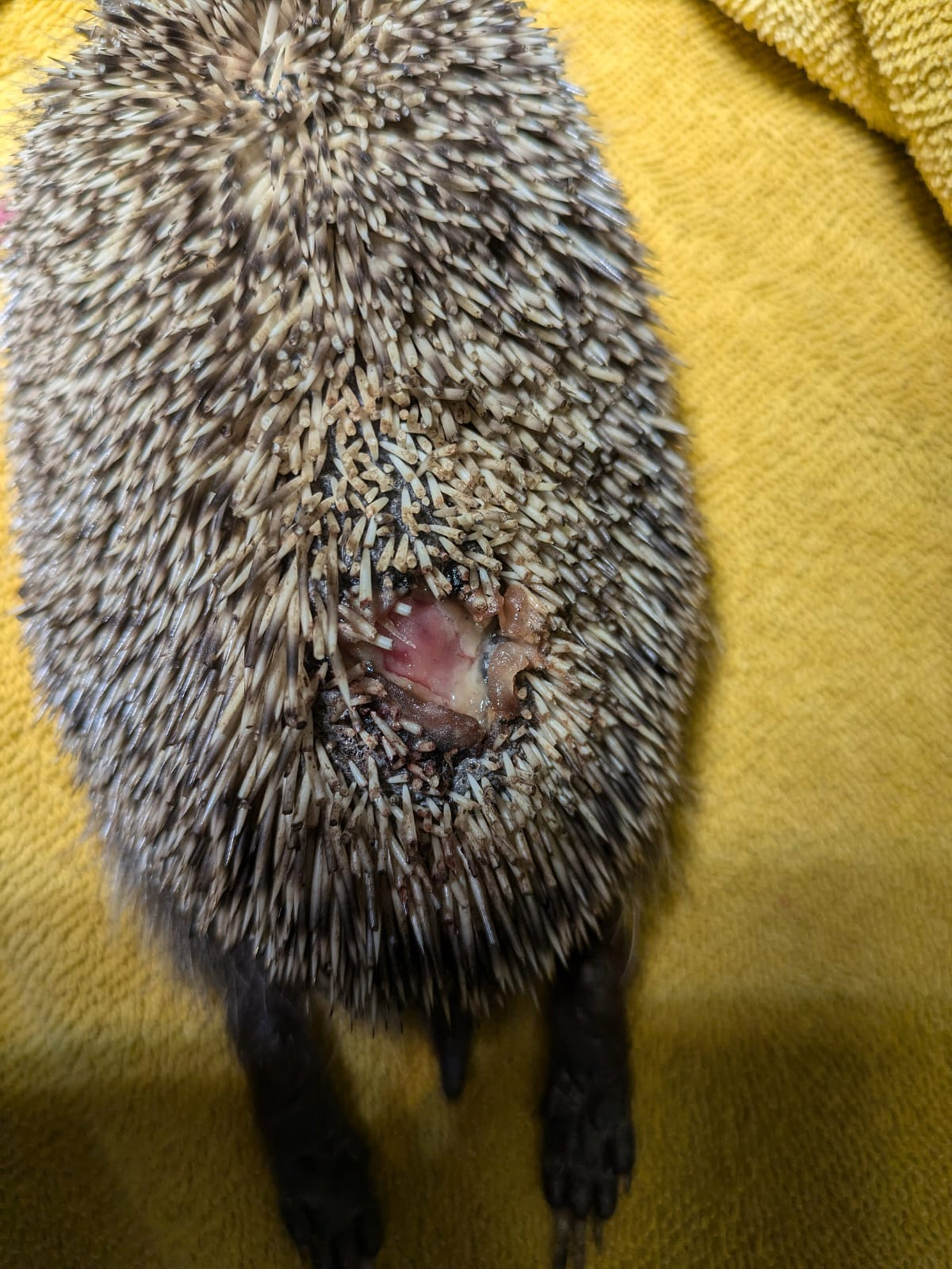 Illustrative image shows an injured hedgehog in a picture shared by RSPCA, undated. The photos were shared on February 22, 2025. Note: Image is from a non-profit organisation. injured hedgehog