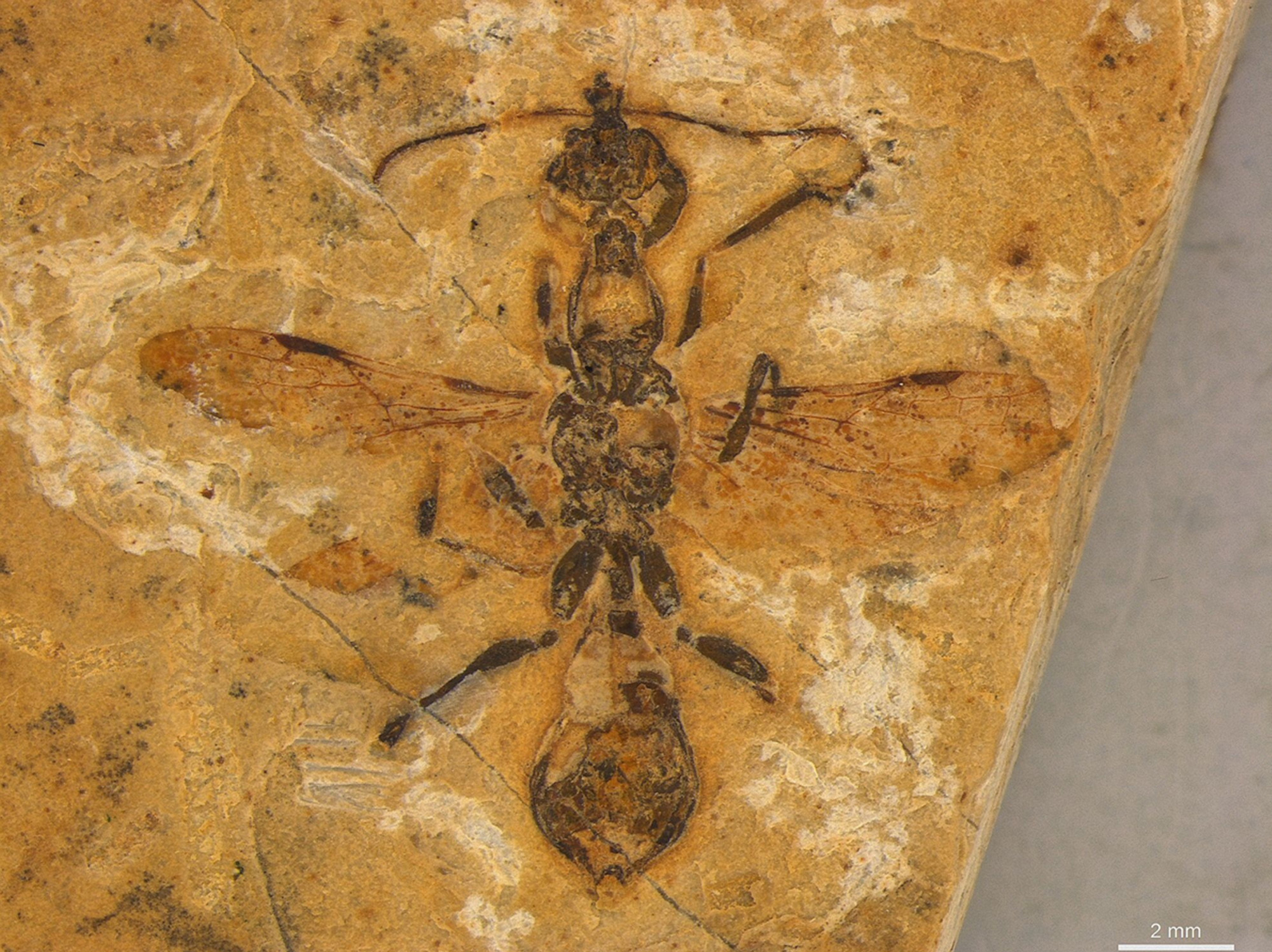 Picture shows Haidomyrmecinae fossil, undated. The oldest ant ever discovered found fossilized in Brazil. Note: CC BY-SA. Haidomyrmecinae fossil