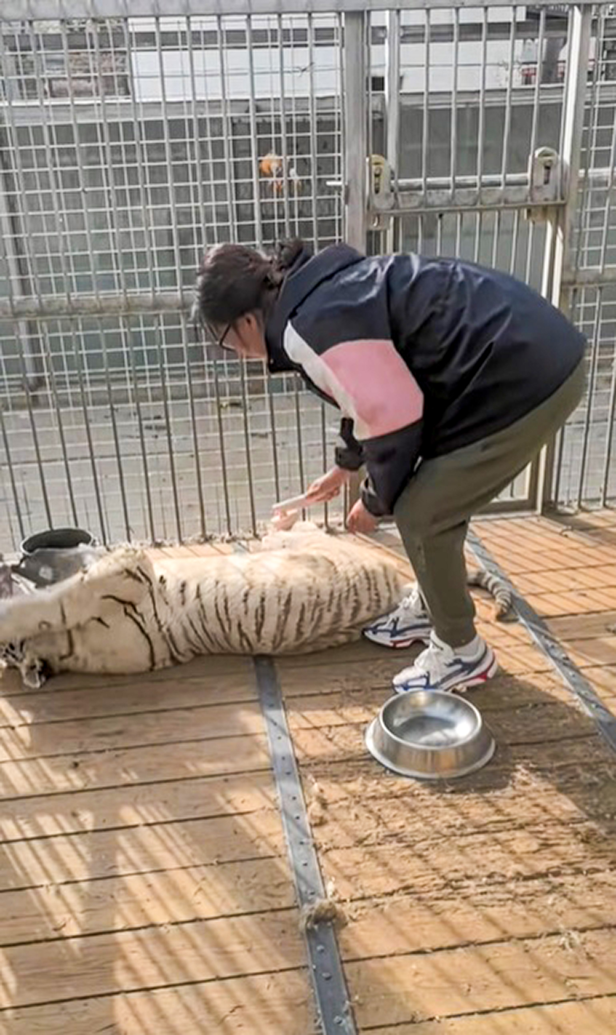 Picture shows the Siberian tiger keeper, undated. Seeing her, the wolves trembled at Puyang Central Zoo, China. Note: Image is a screenshot from video. Siberian tiger keeper