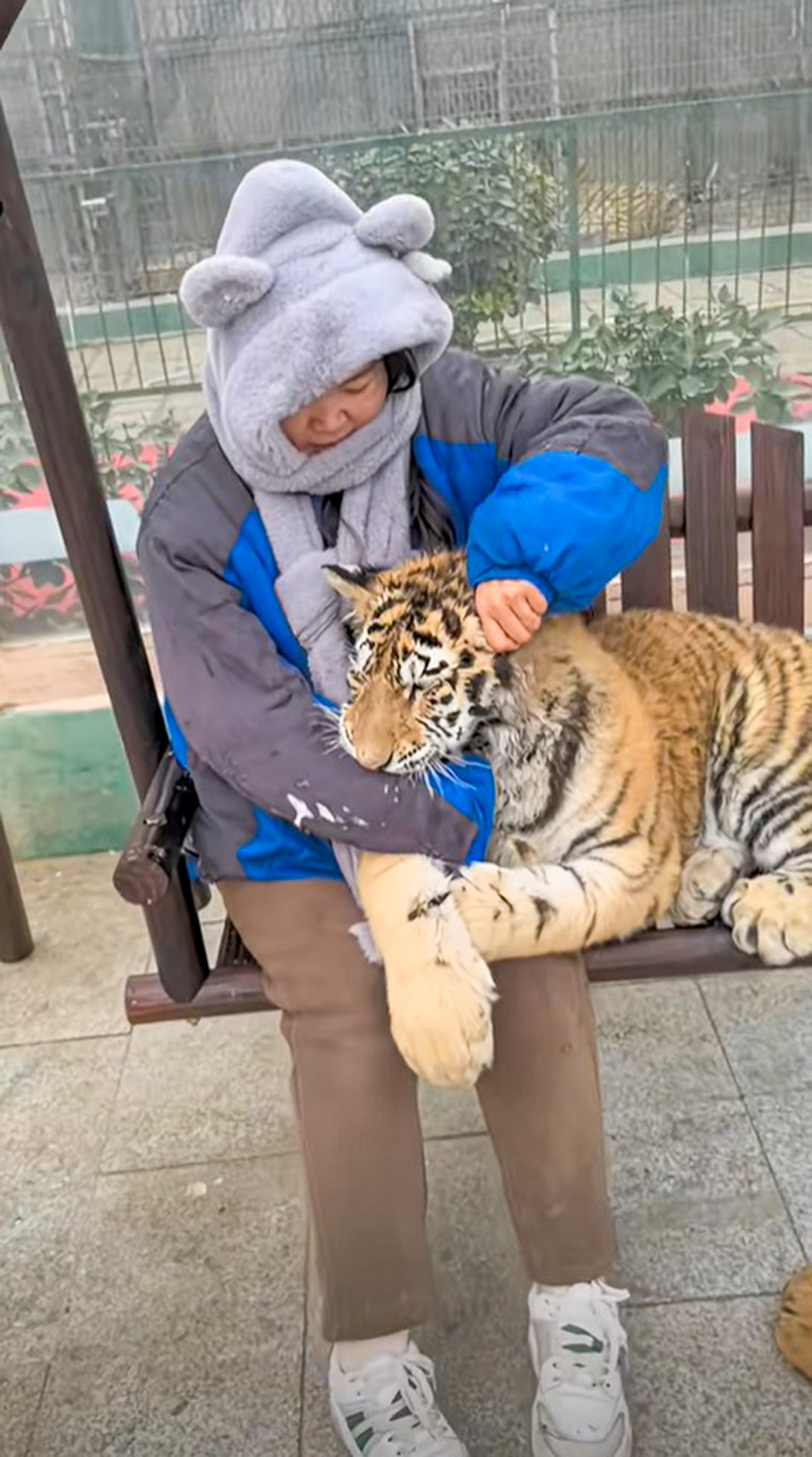 Picture shows the Siberian tiger keeper, undated. Seeing her, the wolves trembled at Puyang Central Zoo, China. Note: Image is a screenshot from video. Siberian tiger keeper