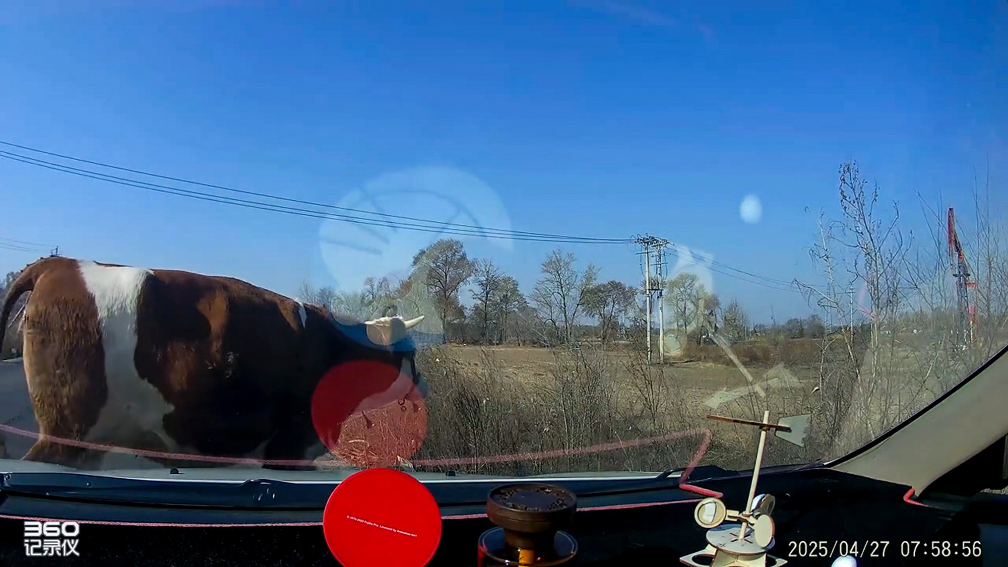Dash cam footage shows a driver crashing into a cow that fell off the back of a lorry on a road in Honggang District, Daqing, Heilongjiang, China on Sunday, Apr. 27, 2025. Note: Photo is a screenshot from a video. driver crashing into a cow