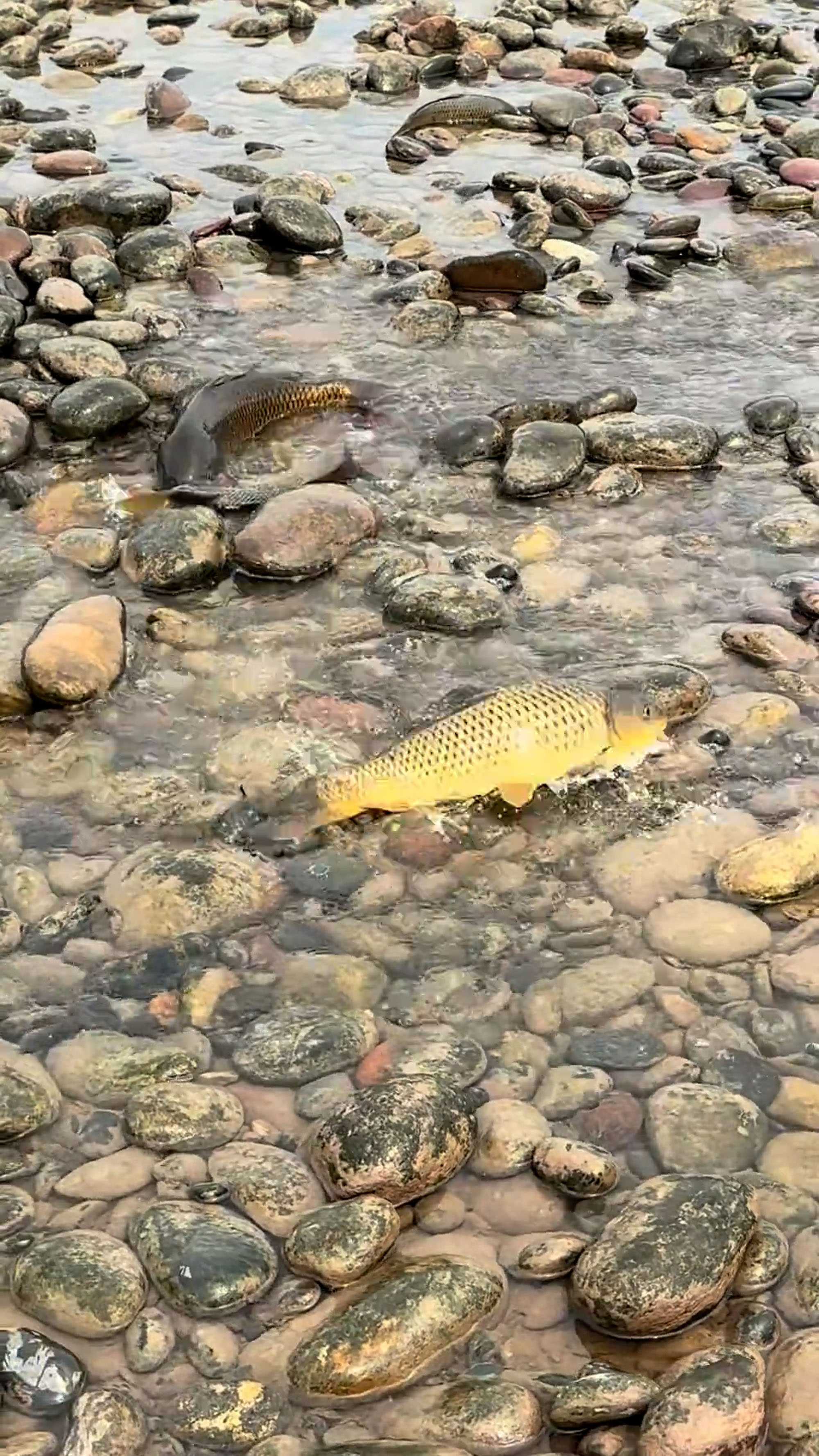 Man rescues carp stranded in Yangtze River in Sichuan, China, undated. The video was shared on Douyin - the Chinese version of TikTok on April 11, 2025. Note: Photo is a screenshot from a video. Man rescues carp