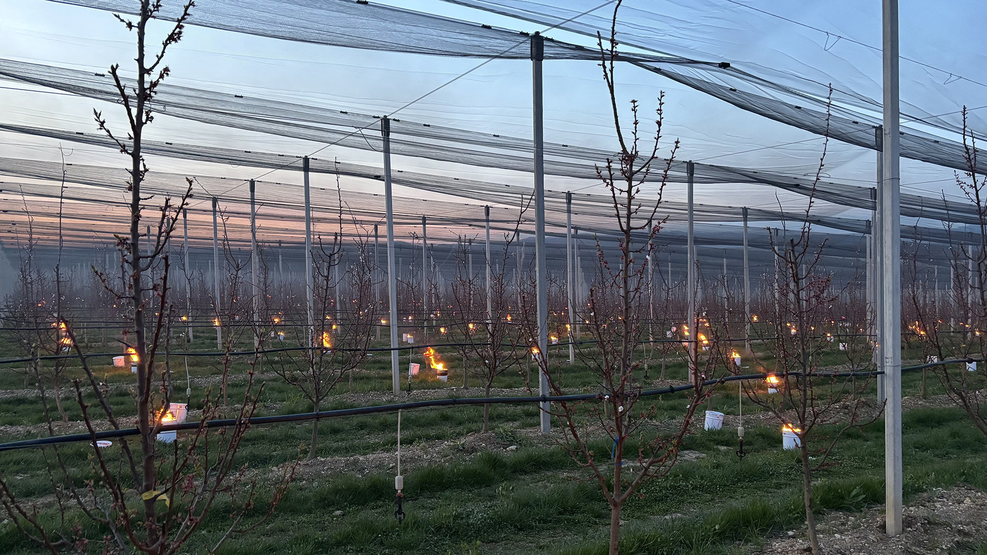Frost candles save apricot trees in Mollram, in the Neunkirchen district of Lower Austria, undated. This effort saved 2,000 fruit trees. Note: Licensed photo. Frost candles save apricot trees