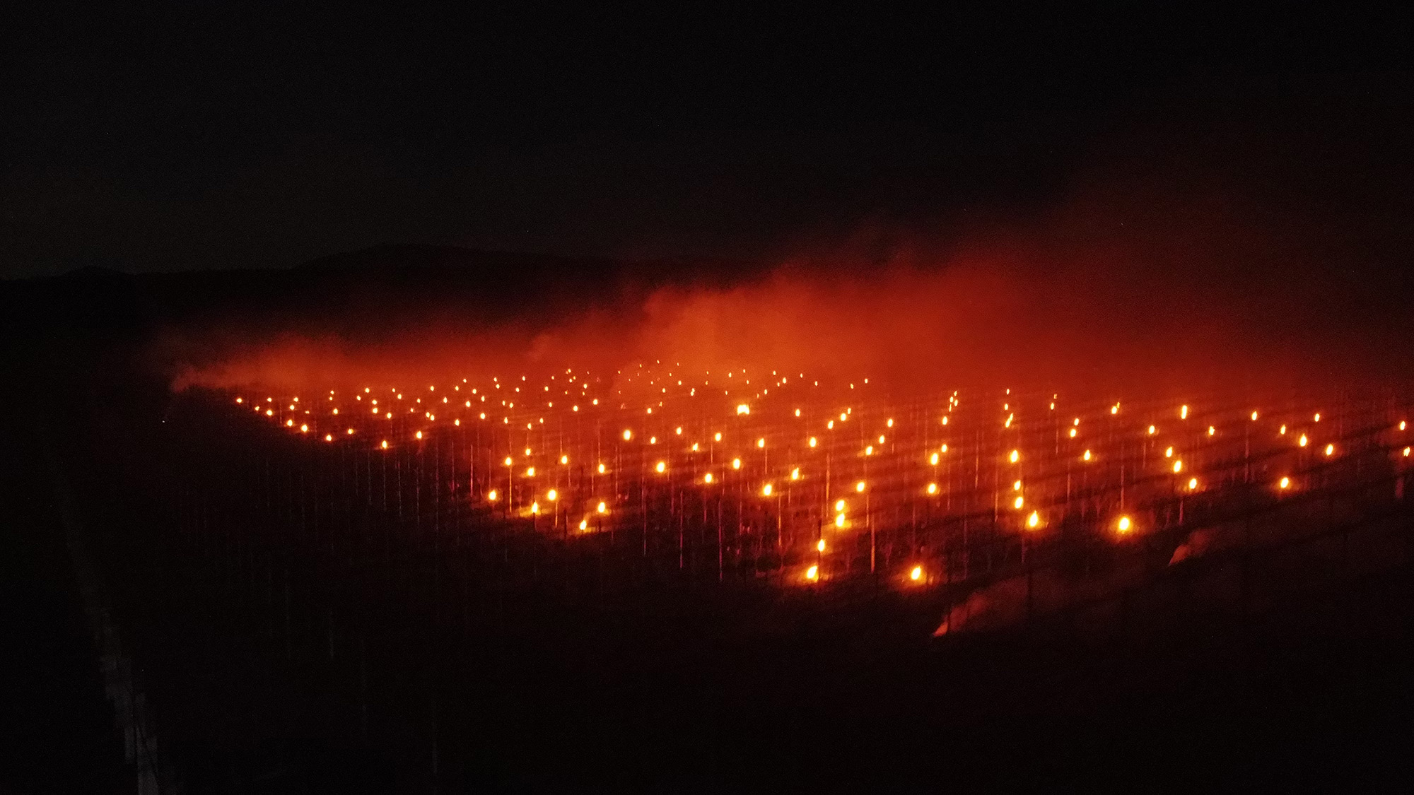 Frost candles save apricot trees in Mollram, in the Neunkirchen district of Lower Austria, undated. This effort saved 2,000 fruit trees. Note: Licensed photo. Frost candles save apricot trees