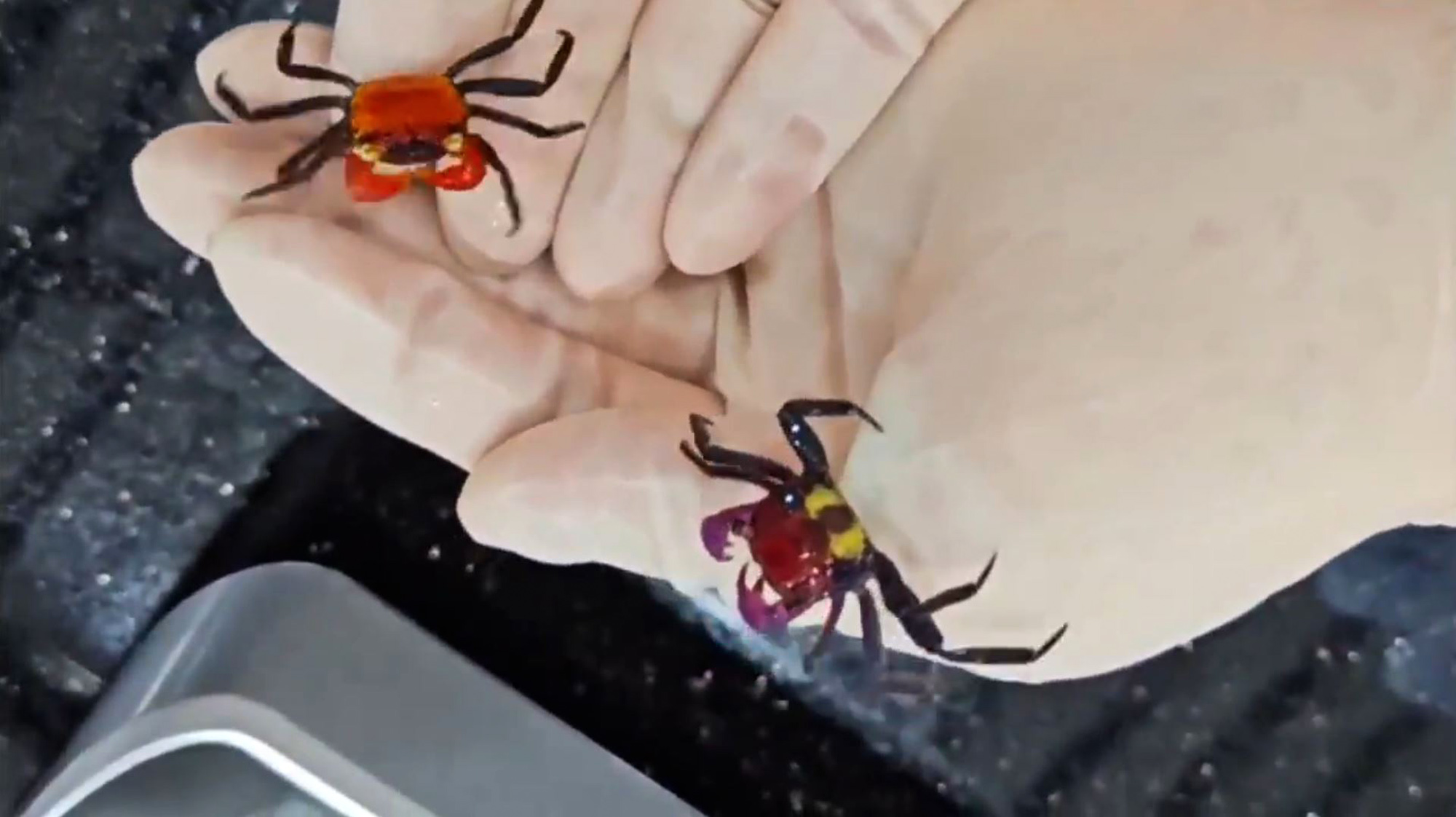 Zhakou Customs seize 170 live crabs from a traveler in China, April 9, 2025. Note: Photo is a screenshot from a video Zhakou Customs seize 170 live crabs