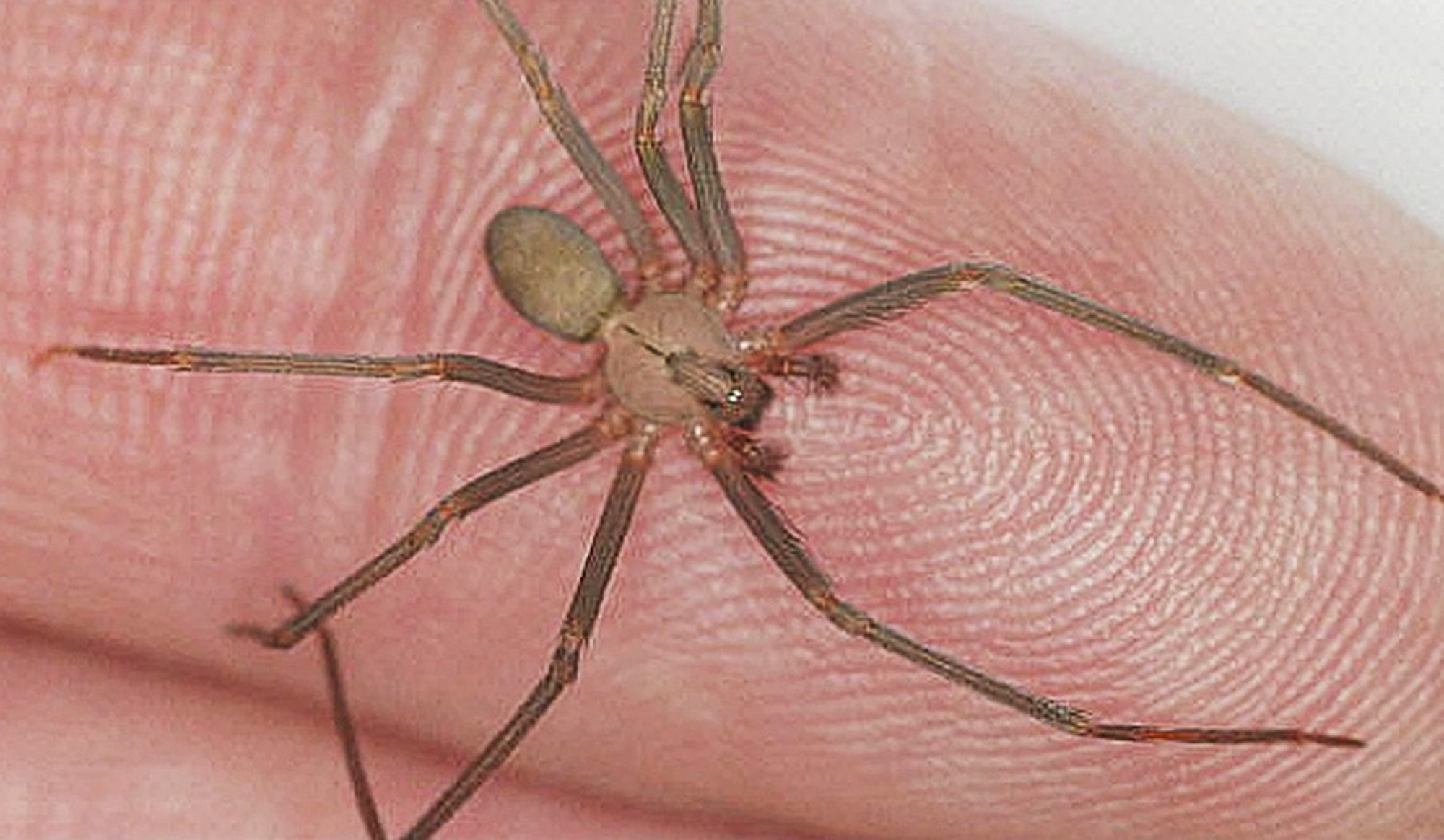 Illustrative image of the brown recluse spider, undated. Note: Photo is from Mexican Ministry of Health. brown recluse spider