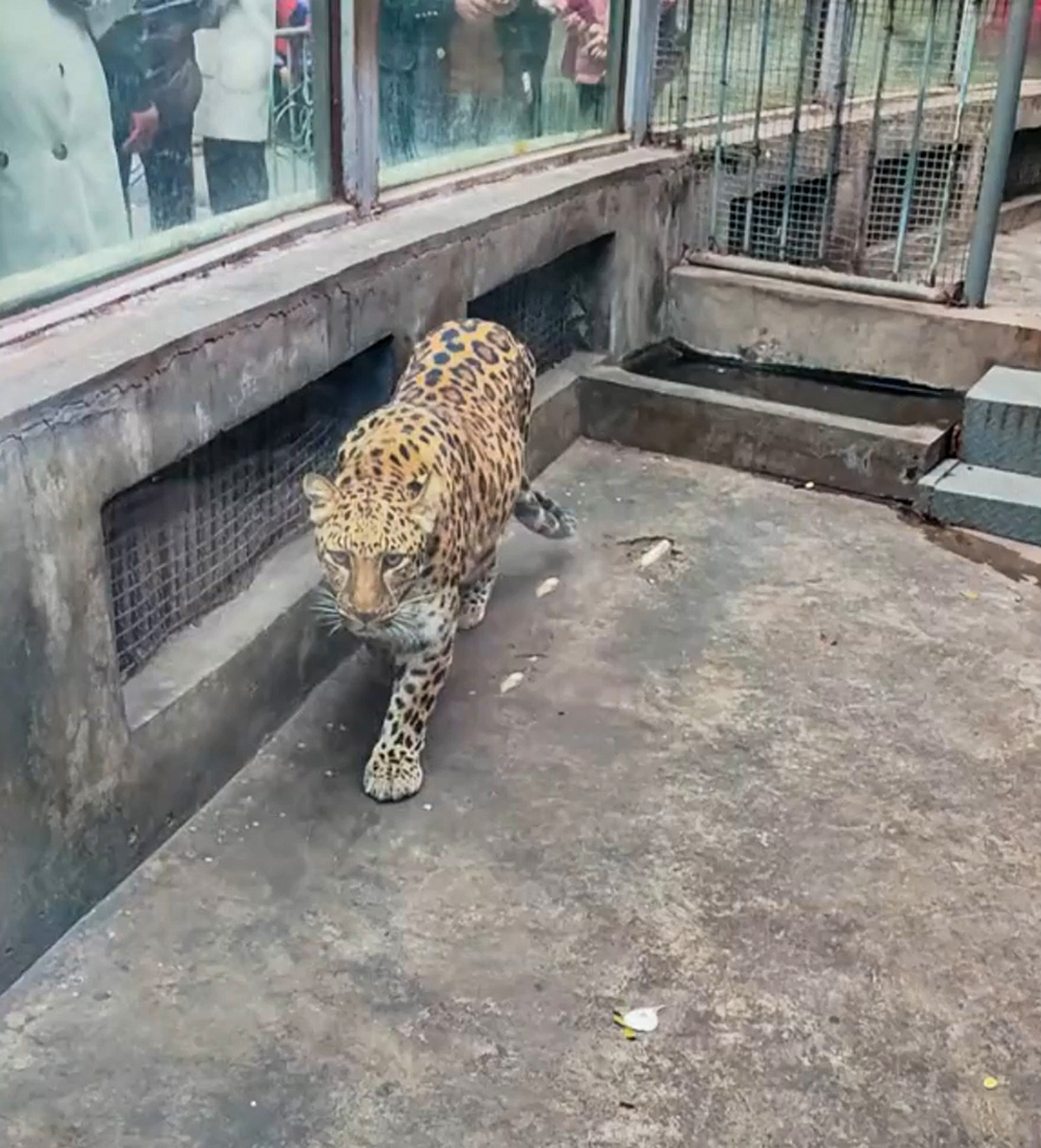 Chubby leopard is now normal-sized after successful weight loss in Panzhihua Zoo, China. The video was shared on 4 February, 2025. Note: Photo is a screenshot from a video. Chubby leopard is now normal-sized