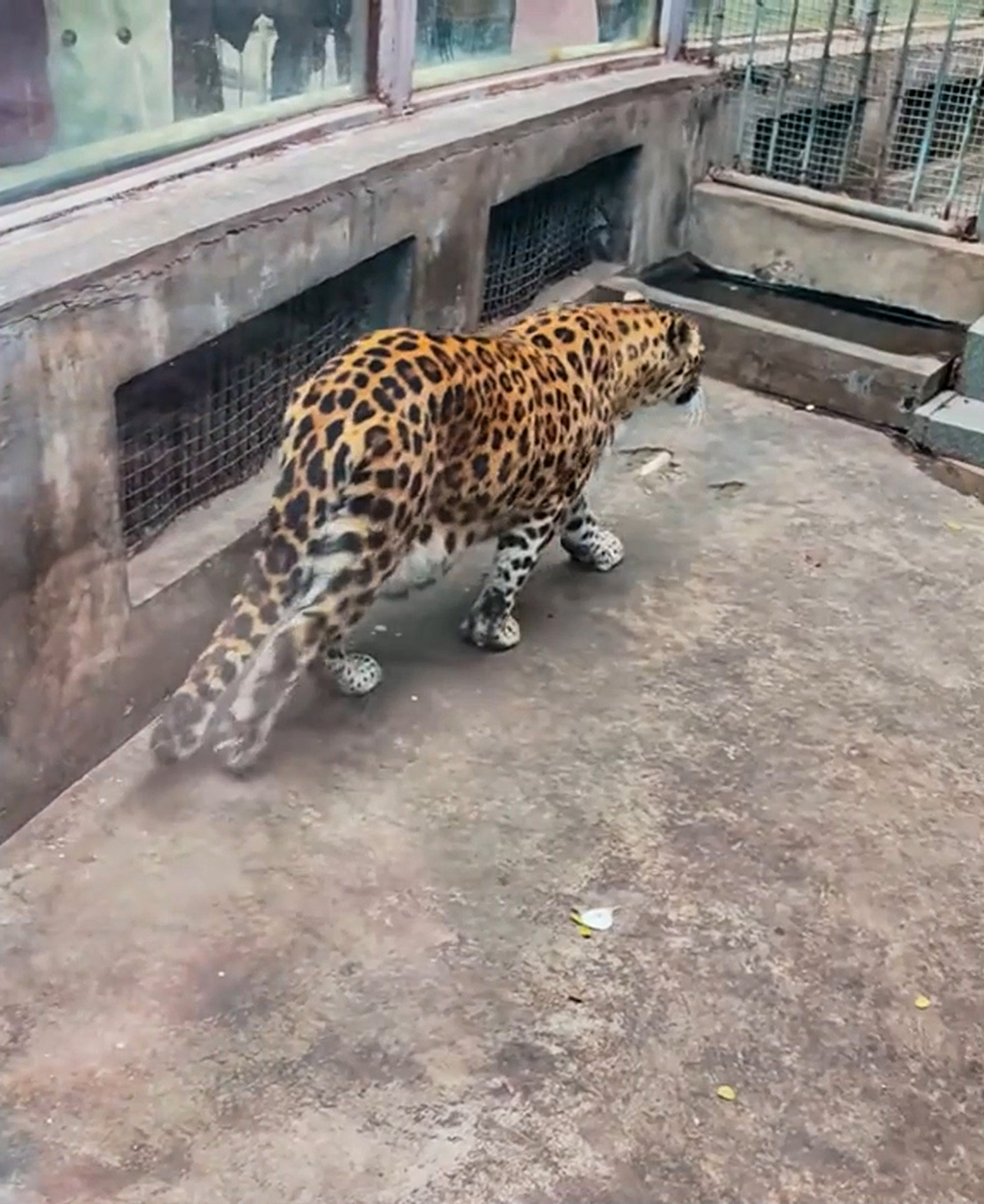 Chubby leopard is now normal-sized after successful weight loss in Panzhihua Zoo, China. The video was shared on 4 February, 2025. Note: Photo is a screenshot from a video. Chubby leopard is now normal-sized