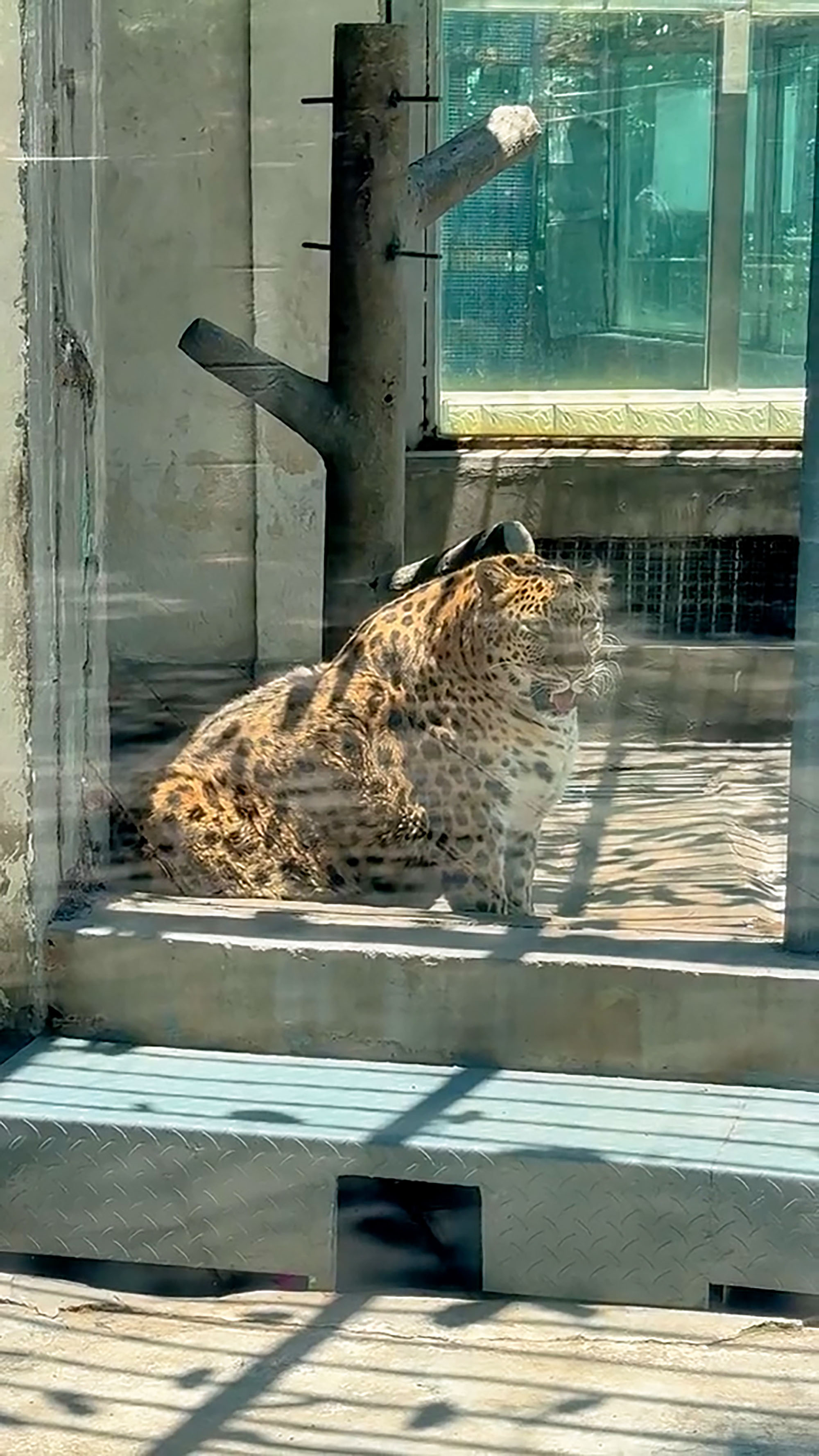 Picture shows the overweight leopard at the Panzhihua Park Zoo, in China, on April 21, 2024. The zoo consulted a number of experts and they all came to the conclusion that he is too old and there is no need to make any efforts for weight loss. Note: Picture is screenshot from a video. overweight leopard