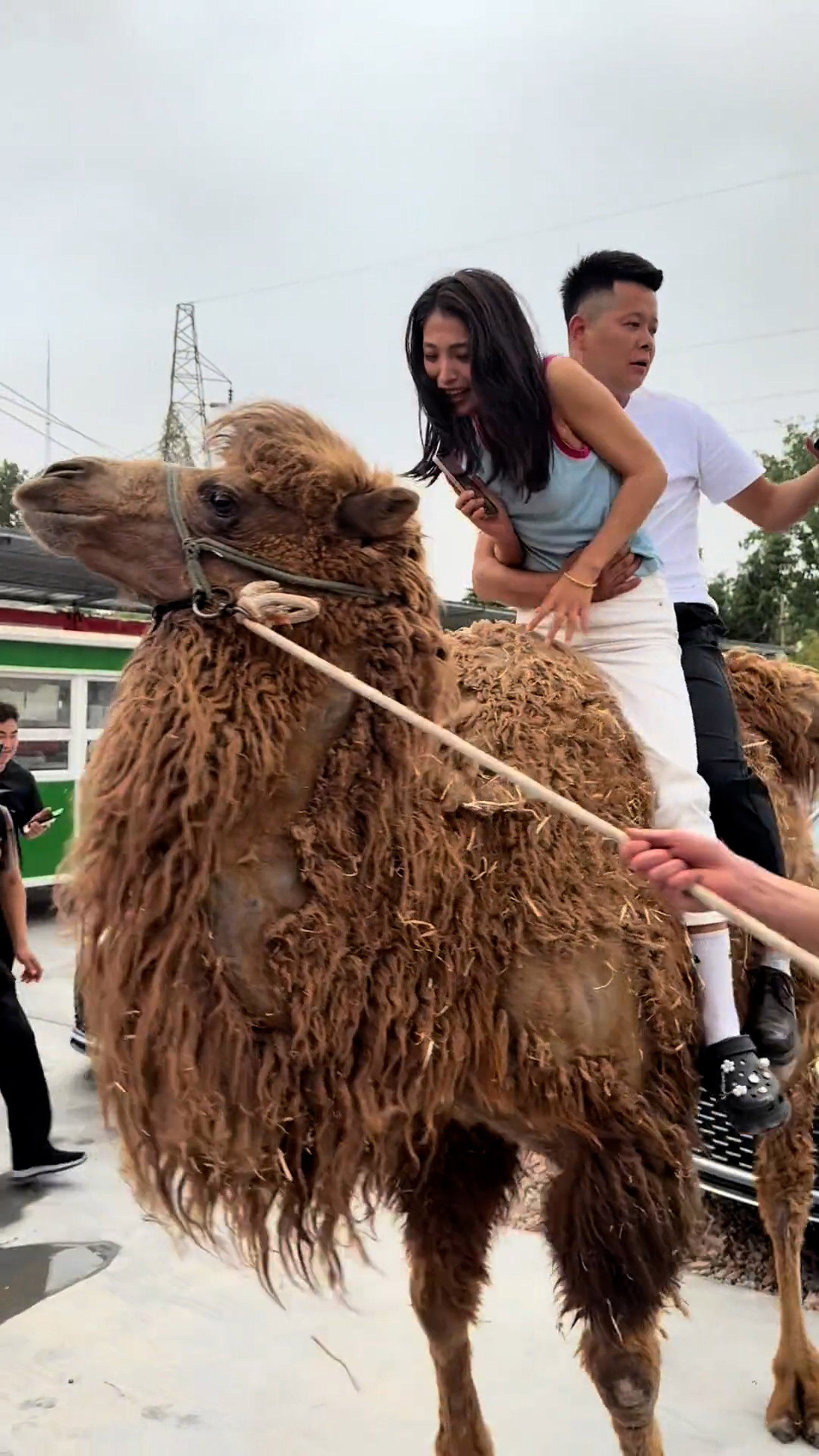 Tourists fall off camel in Xi'an, Shaanxi, China, on 30 April, 2025. They were not seriously injured. Note: Photo is a screenshot from a video. Tourists fall off camel