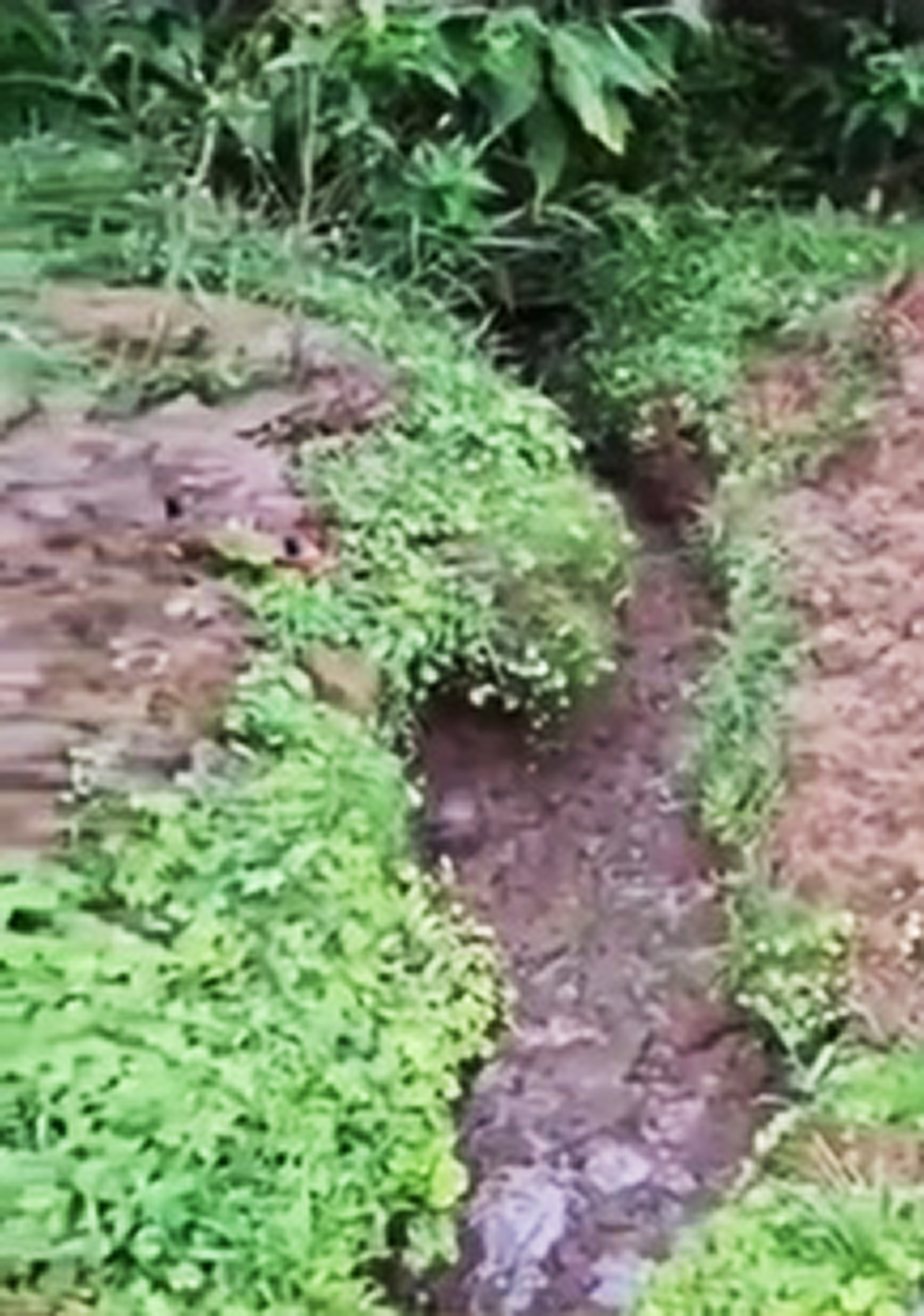 Picture shows the hole, undated. Jose Erley Ramirez Garces was arrested for abusing his stepdaughter in Chinchina, Colombia. Note: Image is a screenshot from video. the hole