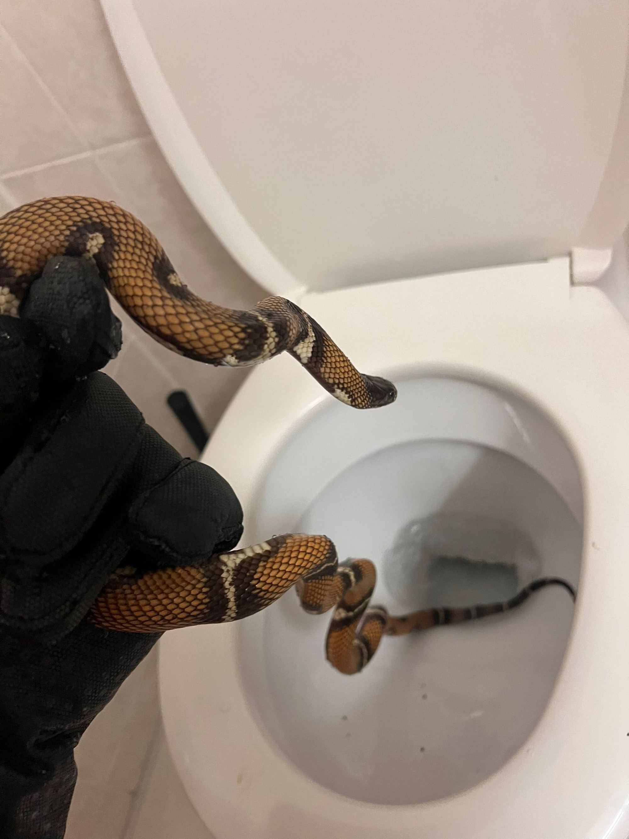 Picture shows the snake that crawled out of a hotel toilet in Vienna's 22nd district, Austria, undated. Tierschutz Austria published a list of recommendations on how to behave if you find a snake in nature, in the garden or even in a toilet. Note: Photo with permission. snake that crawled out of a hotel toilet
