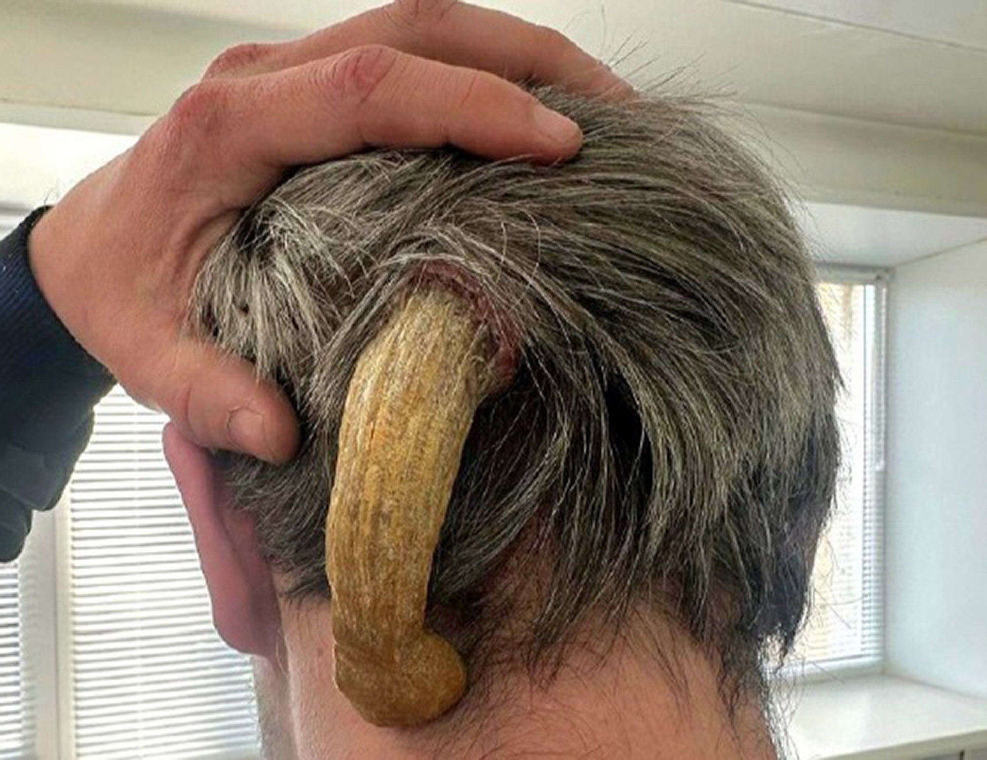 devil's horn