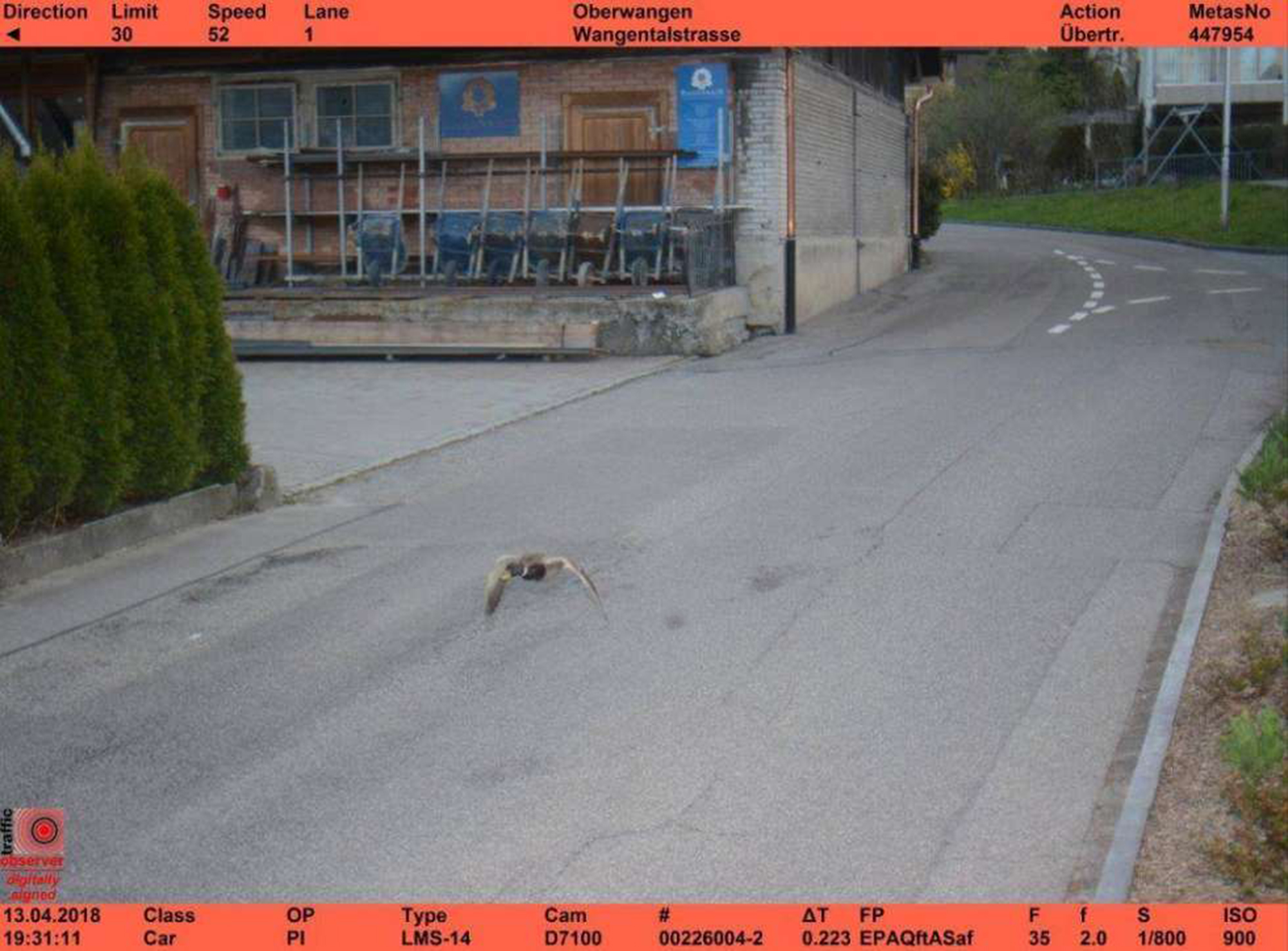 The speeding duck caught on speed camera The speeding duck caught on speed camera