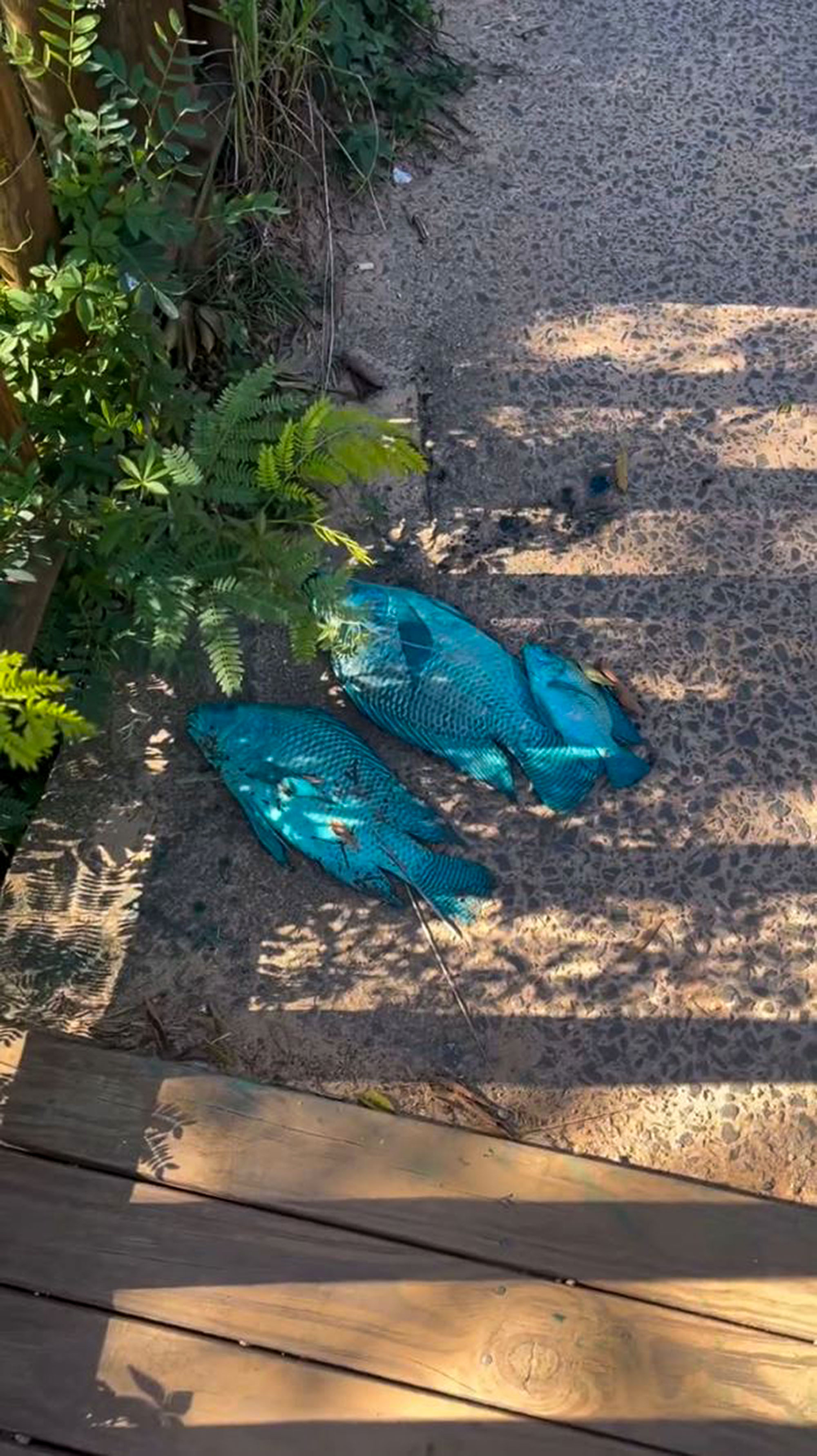 Video shows the blue fish, undated. They turned blue after truck carrying dye overturned into lake in Jundiai, Brazil, May 13, 2025. Note: Photo is a screenshot from a video Video shows the blue fish