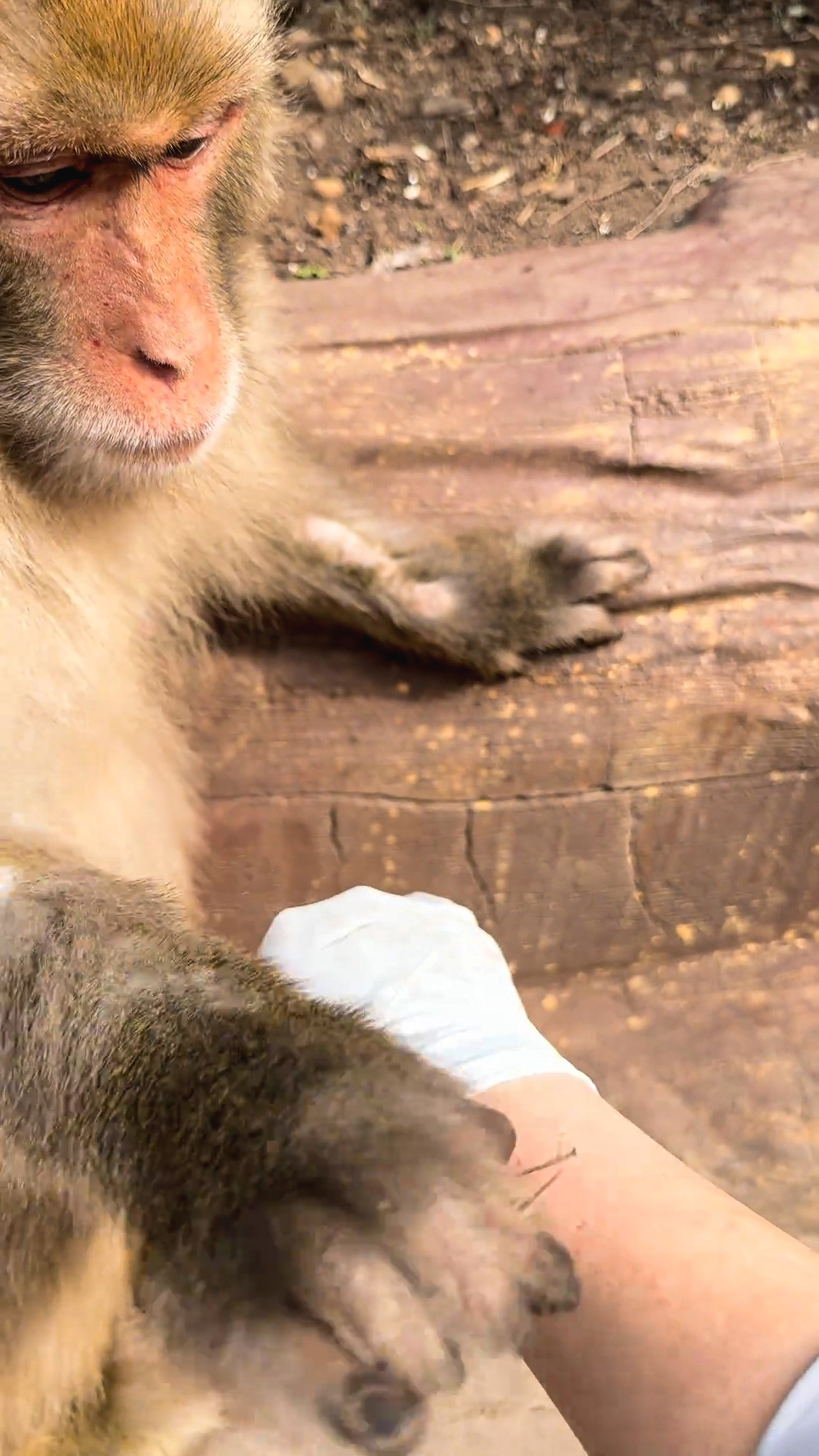 A monkey removes thorn from a woman's arm
