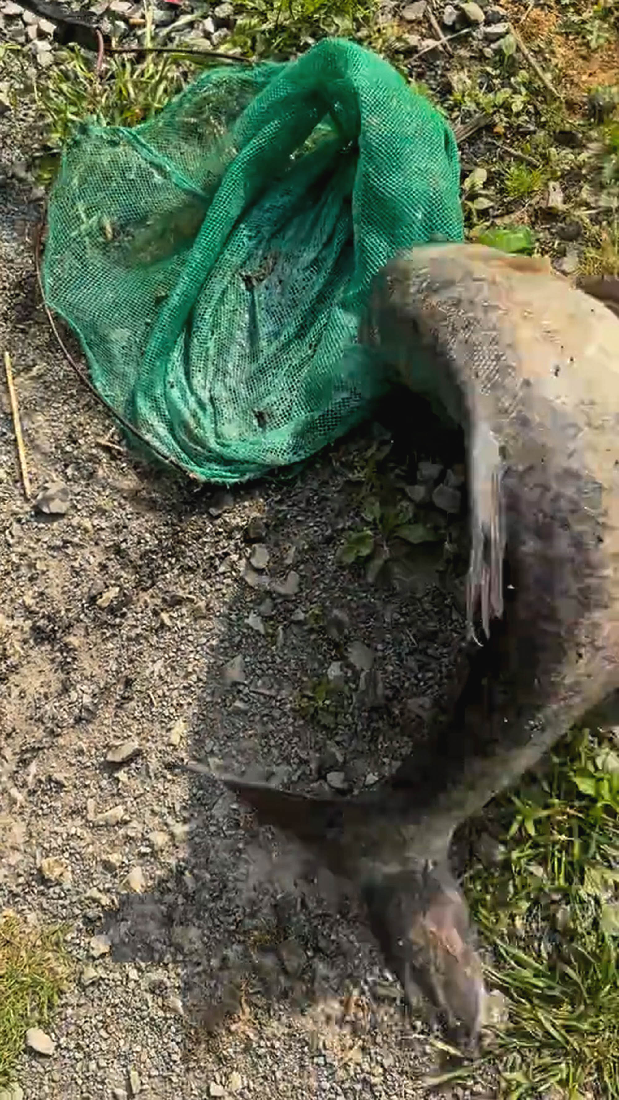 Fish escapes while man tries to measure it with his shoe in Zhaotong, Yunnan in China, undated. The video was shared on Douyin - the Chinese version of TikTok on May 3, 2025. Note: Photo is a screenshot from a video. Fish escapes while man tries to measure it with his shoe in Zhaotong