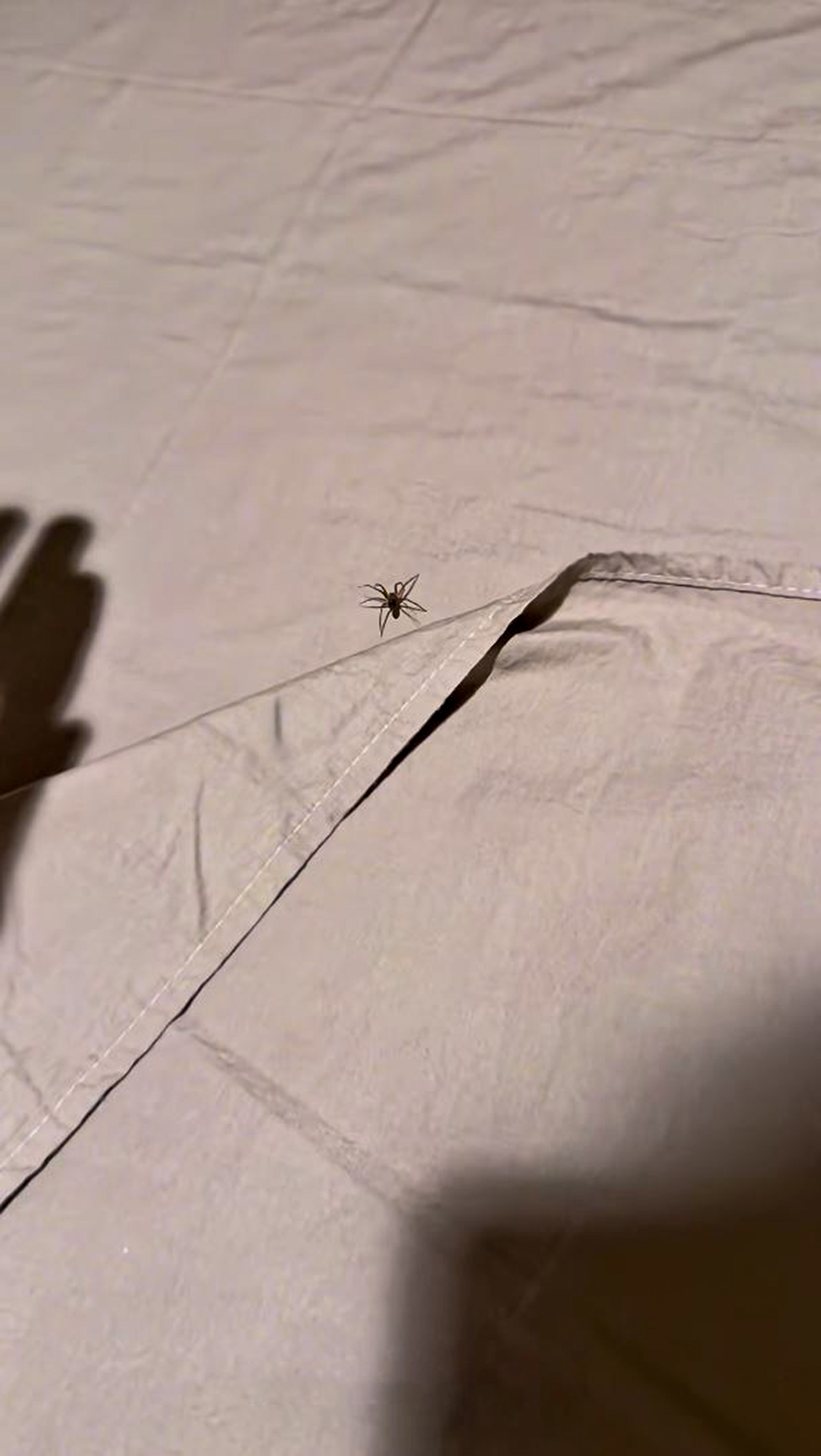 spiders in rented room in Curitiba