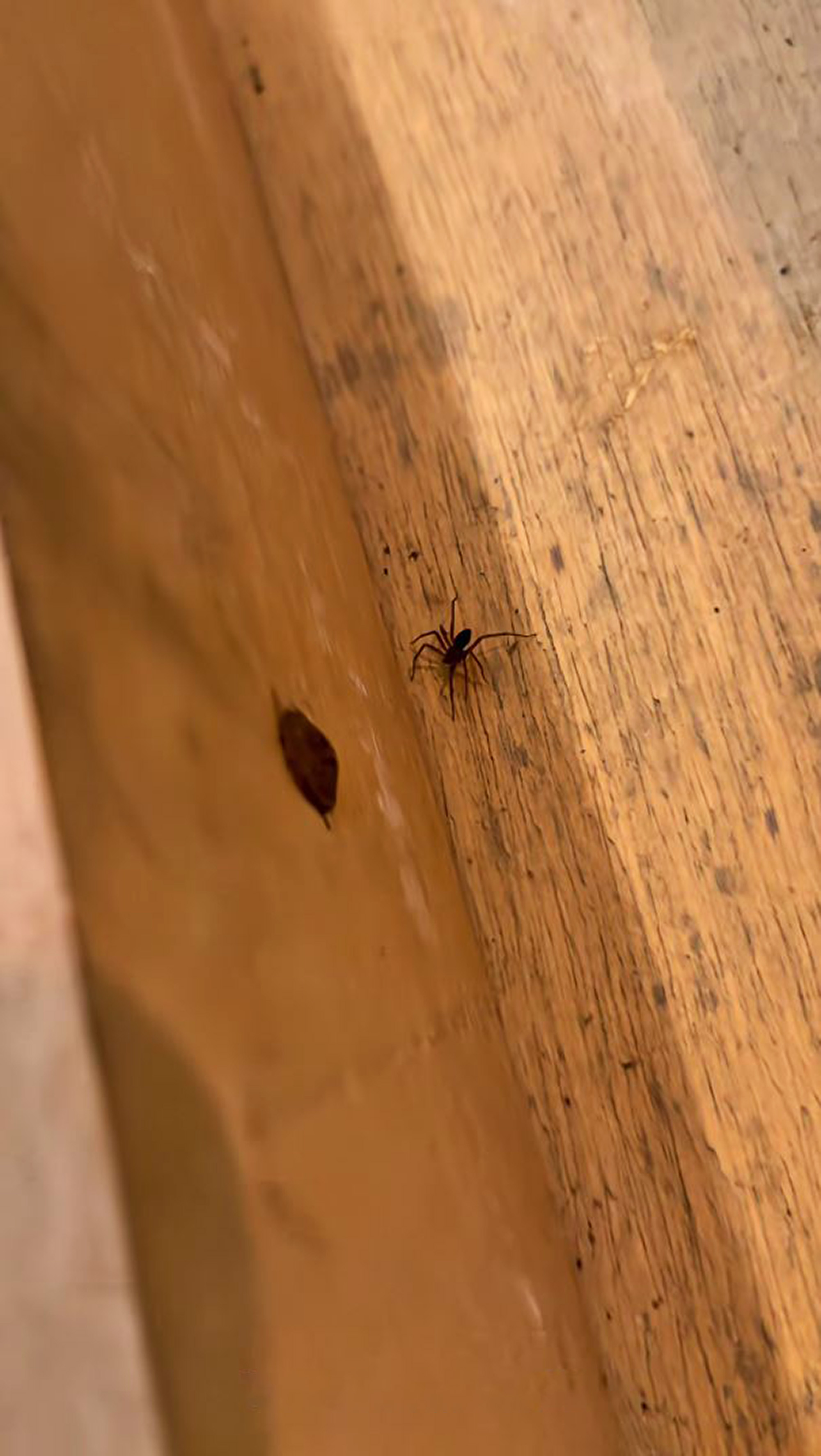 spiders in rented room in Curitiba 