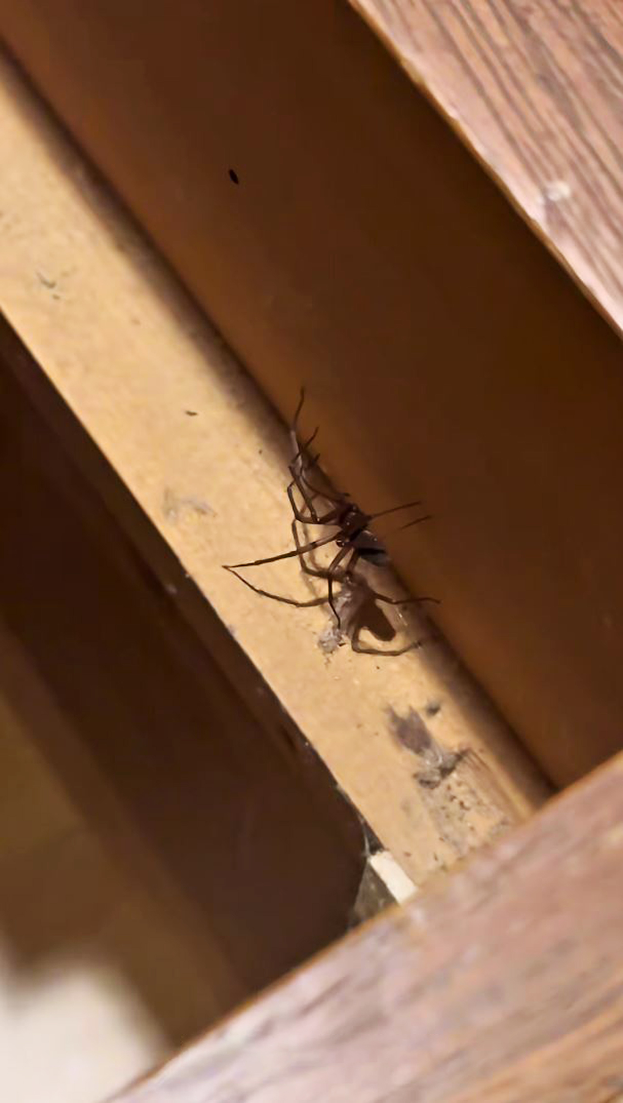 spiders in rented room in Curitiba 