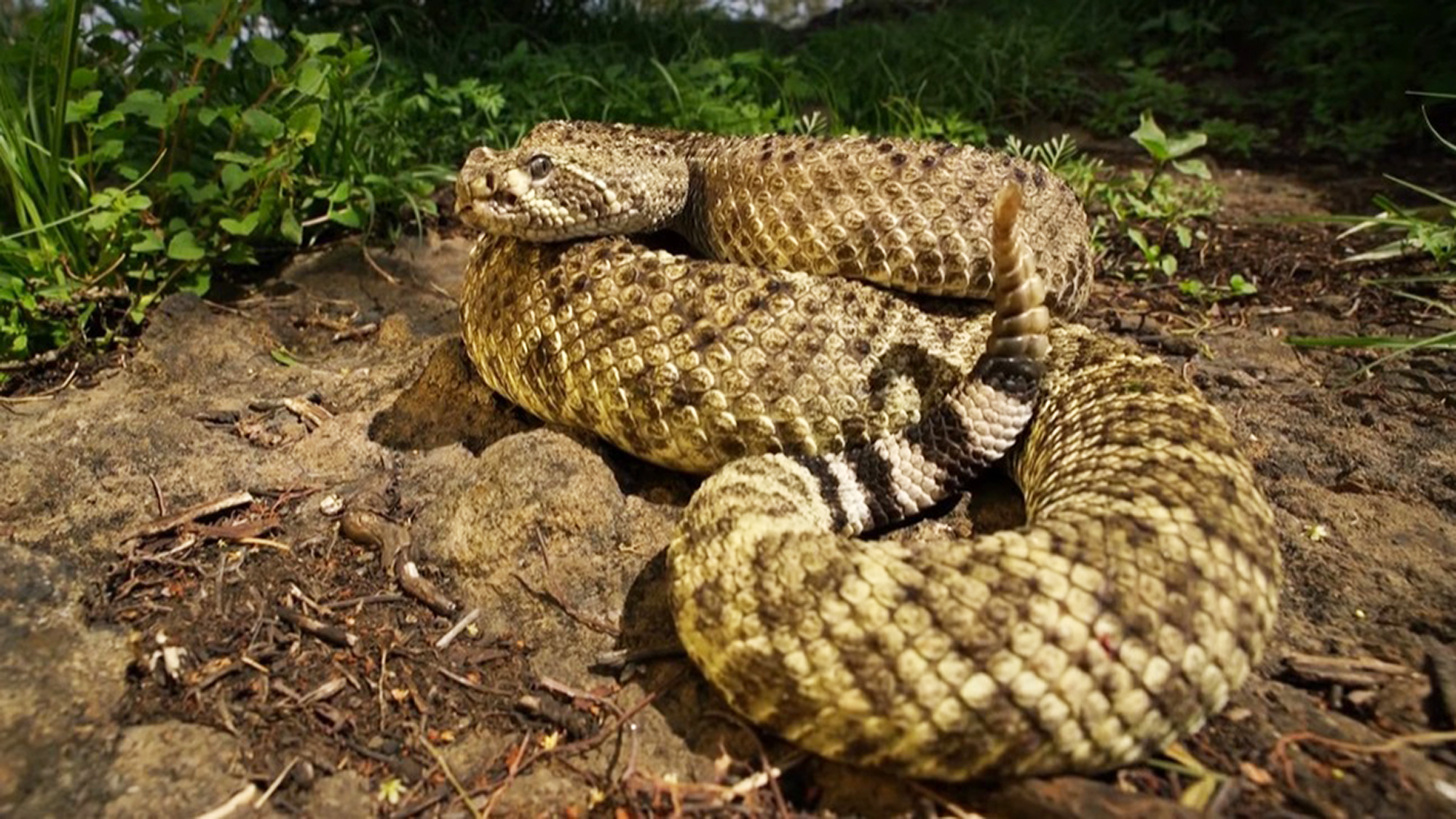 rattlesnake
