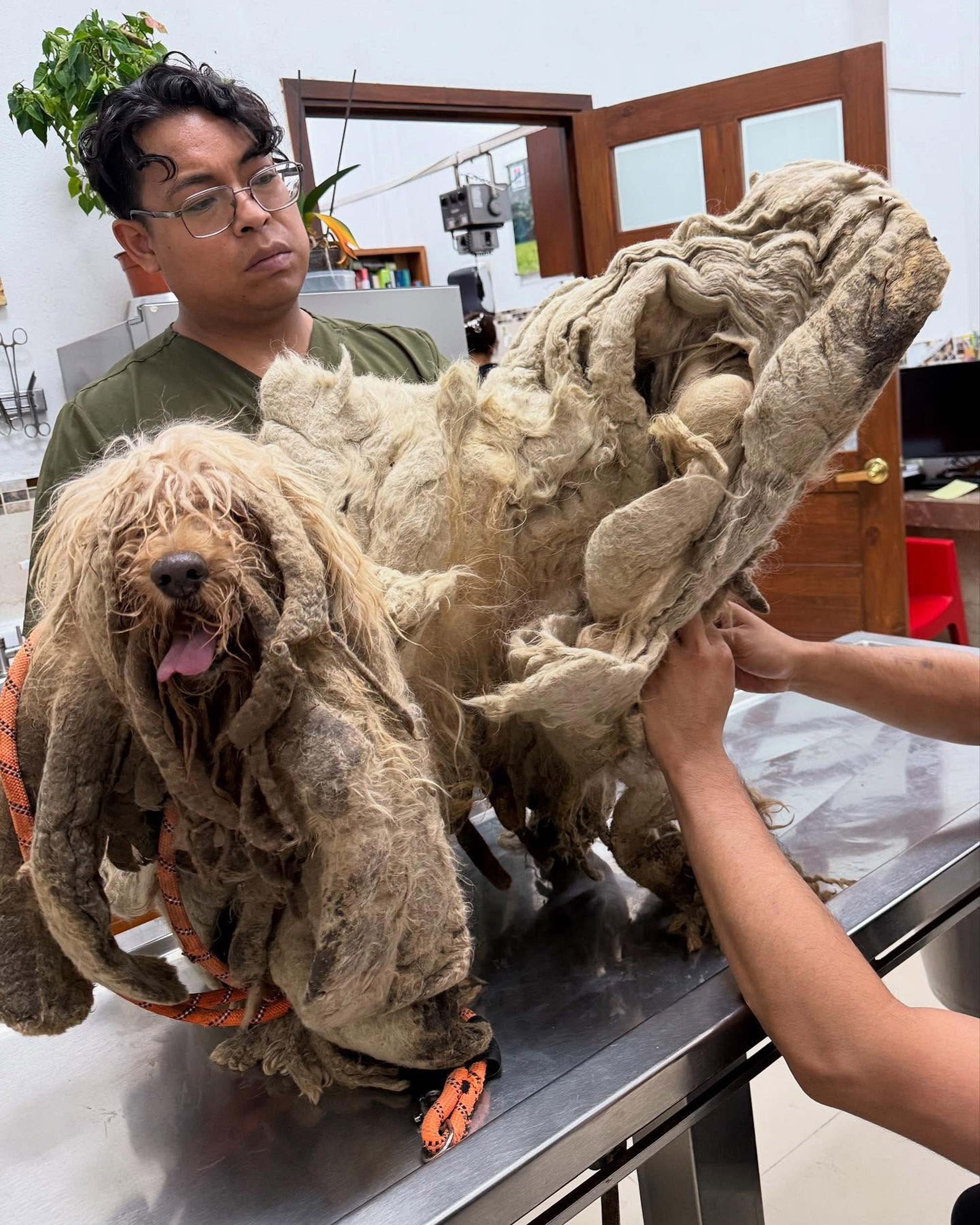 Picture shows the dog named the 'Dreamer' who was rescued after ten years of neglect from a house in Gustavo A. Madero borough in Mexico City. Dog abandonment in Mexico is a major social and ethical problem. Note: Private photo taken from social media. the dog named the 'Dreamer'