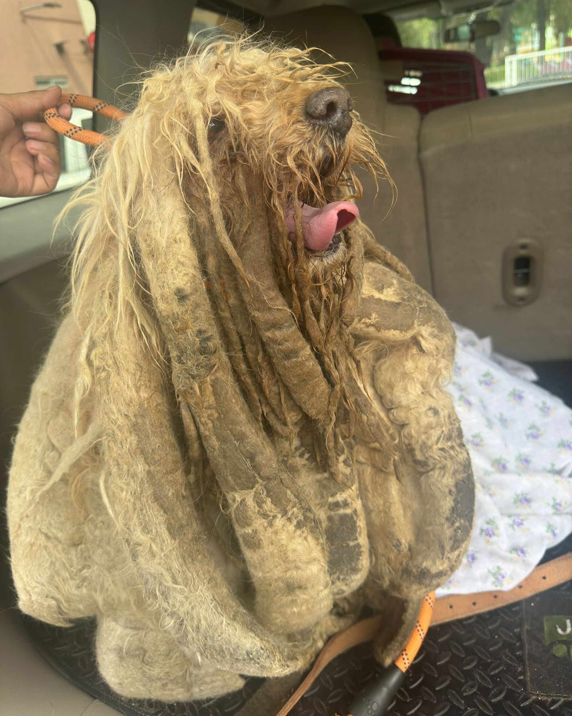 Picture shows the dog named the 'Dreamer' who was rescued after ten years of neglect from a house in Gustavo A. Madero borough in Mexico City. Dog abandonment in Mexico is a major social and ethical problem. Note: Private photo taken from social media. the dog named the 'Dreamer'