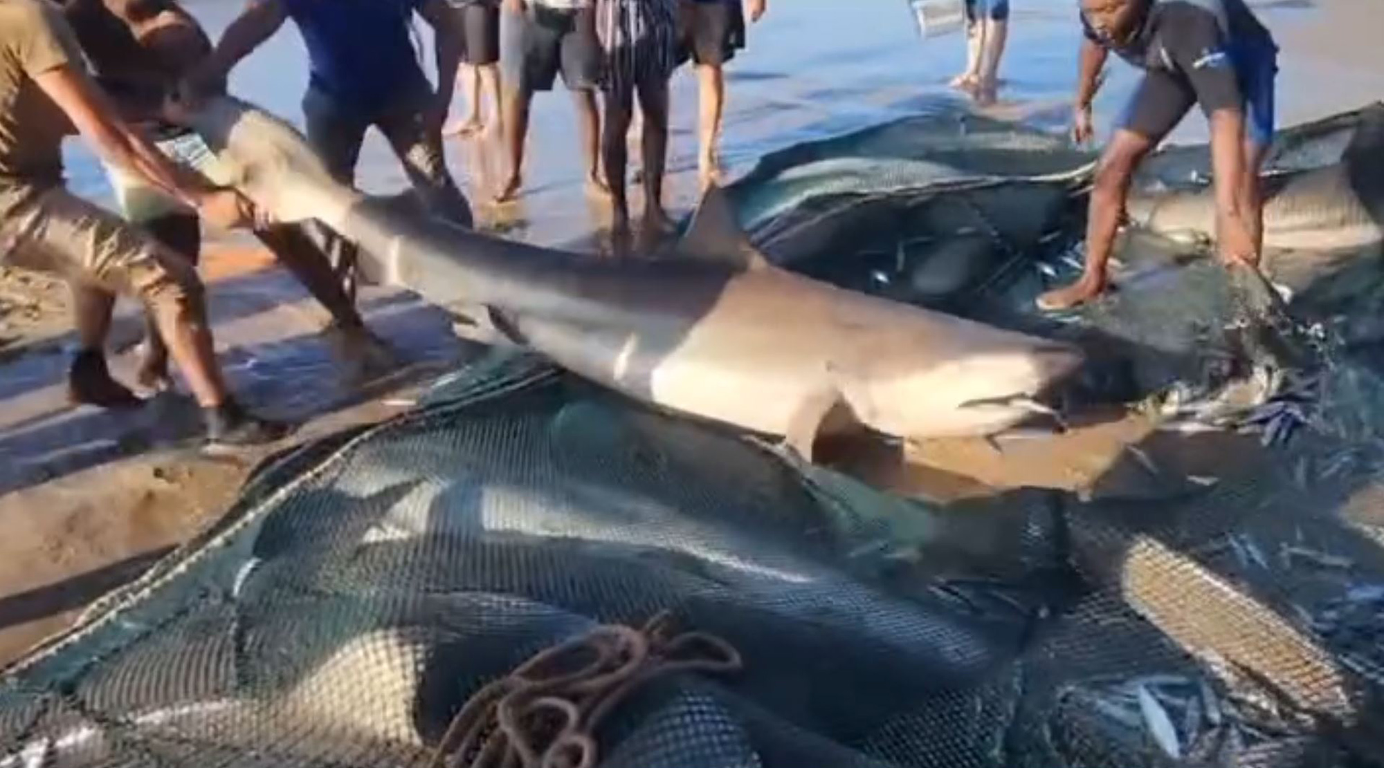 Fishermen drag sharks from nets at Port Edward Beach in KwaZulu-Natal in South Africa, undated. The men were fishing for sardines. Note: Photo is a screenshot from a video Fishermen drag sharks