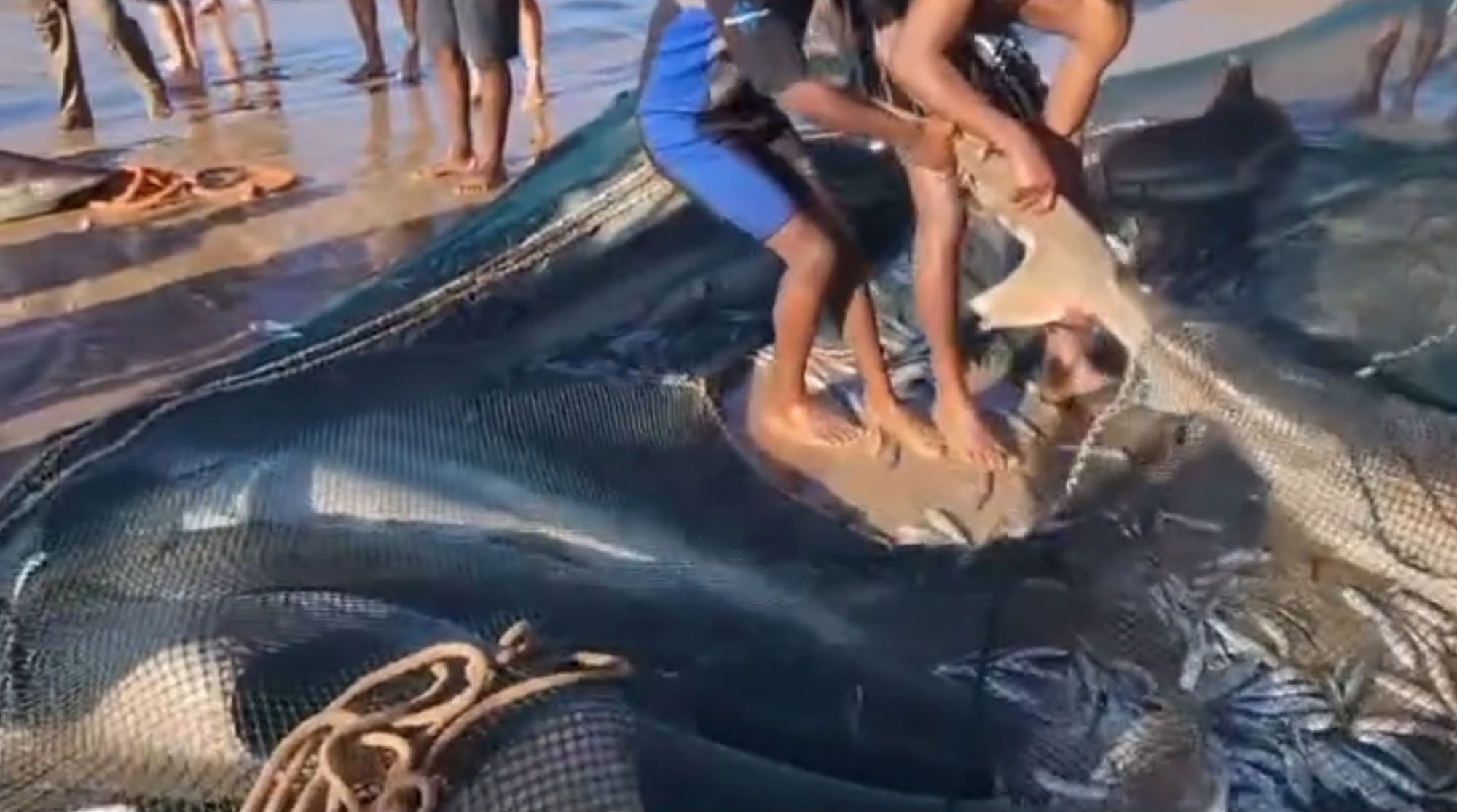 Fishermen drag sharks from nets at Port Edward Beach in KwaZulu-Natal in South Africa, undated. The men were fishing for sardines. Note: Photo is a screenshot from a video Fishermen drag sharks