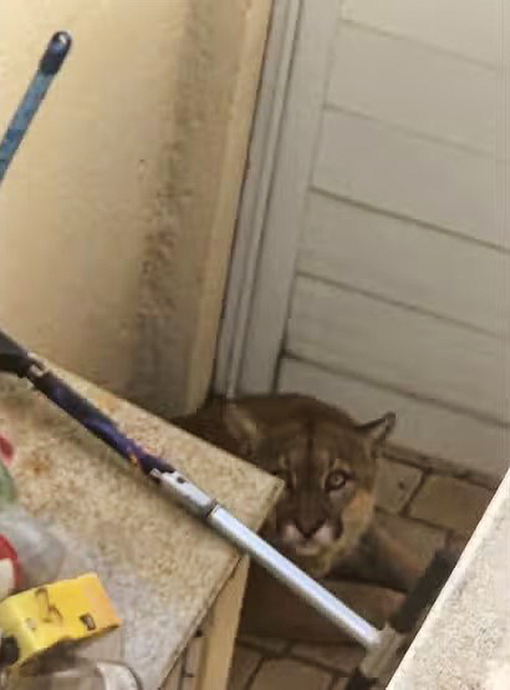 Picture shows the puma at one of the residencies in Uberlandia, Brazil, undated. The animal was captured. Note: Private photo. The puma