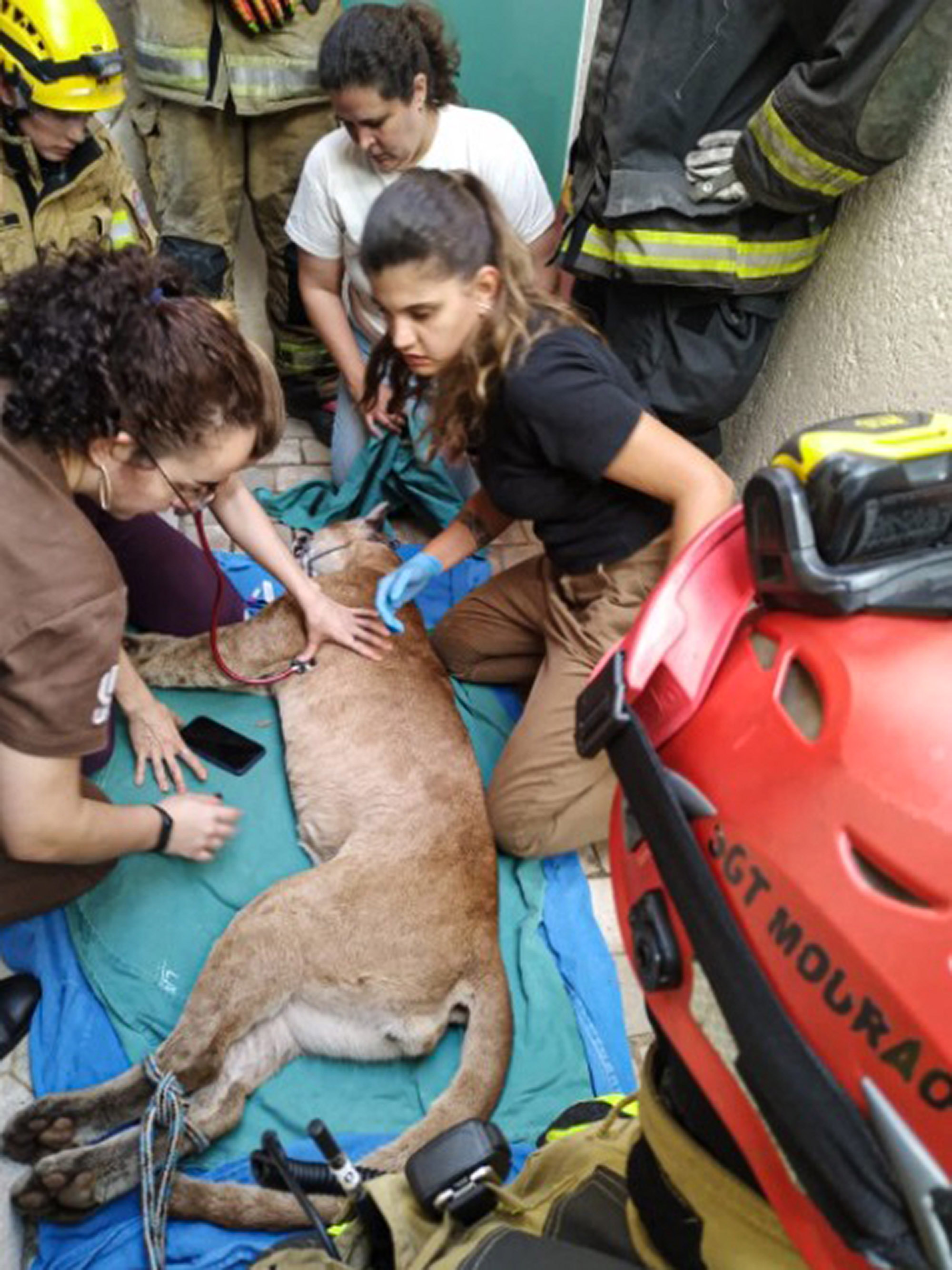 Picture shows the capture of the puma at one of the residencies in Uberlandia, Brazil, undated. The animal was later released. Note: Private photo. Puma