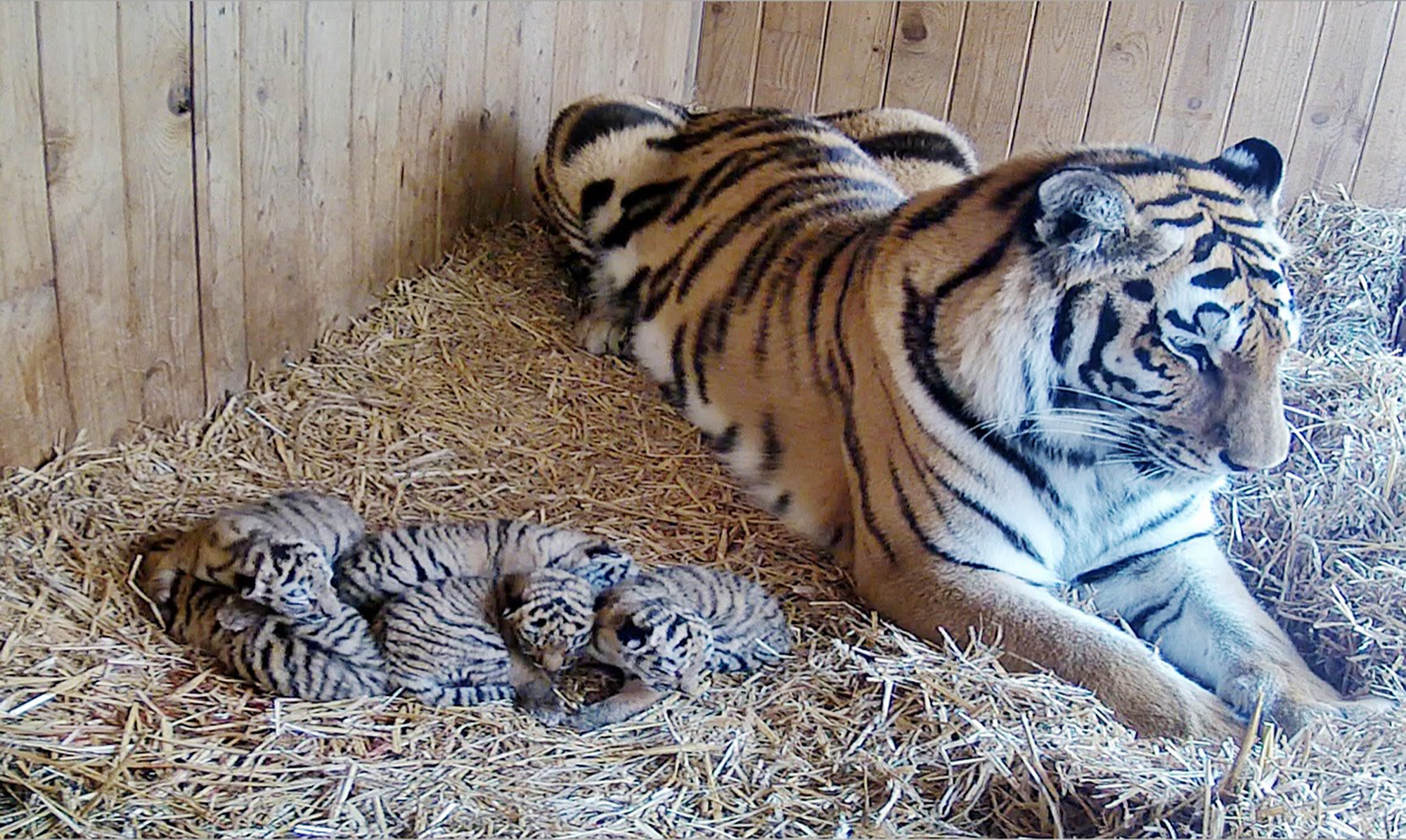 Seven-year-old Siberian tiger Stormi gave birth to her first offspring at Magdeburg zoo in Germany on May 20, 2025: tiger quintuplets, undated. She crushed one of her cubs to death. Note: Licensed photo. Stormi gave birth to her first offspring