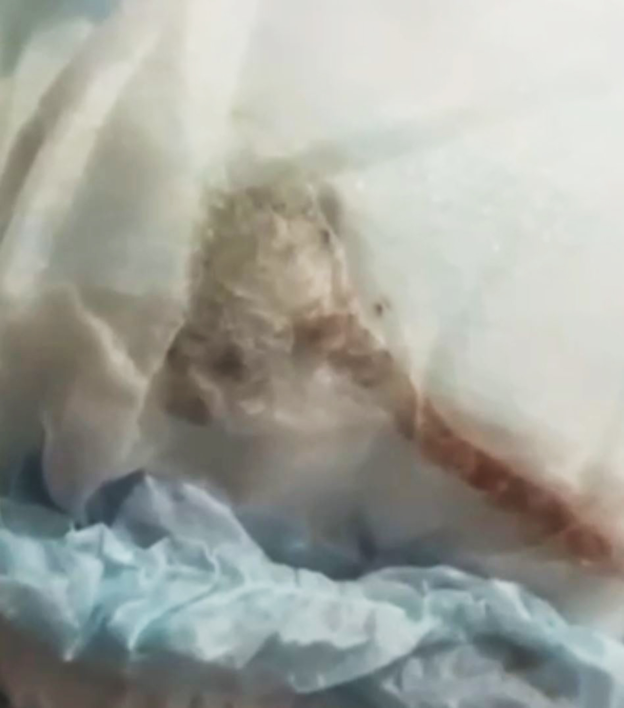 Video shows the diaper that Mariana Sobral reported was having a dead rat, undated. The incident happened in Rio de Janiro, Brazil, on May 20, 2025. Note: Photo is a screenshot from a video the diaper that Mariana Sobral reported was having a dead rat