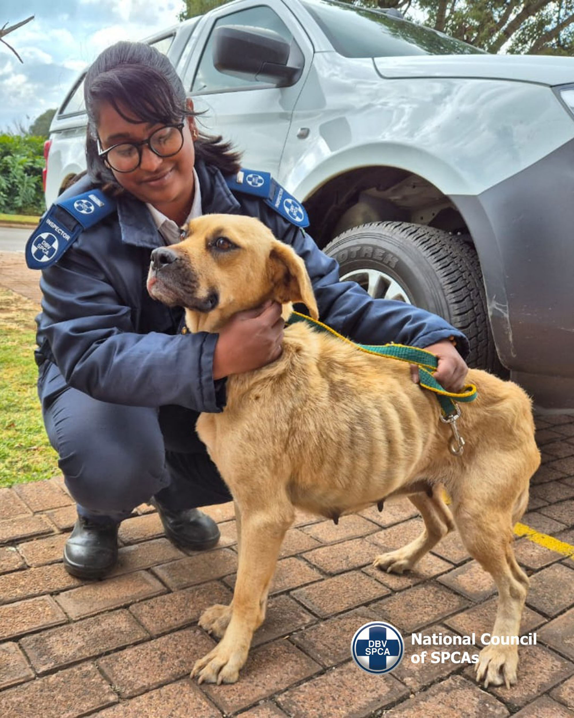 Picture shows dog, affectionately named Bobby, undated. The dog seen in the TikTok video was rescued. Note: Photo from NSPCA. dog