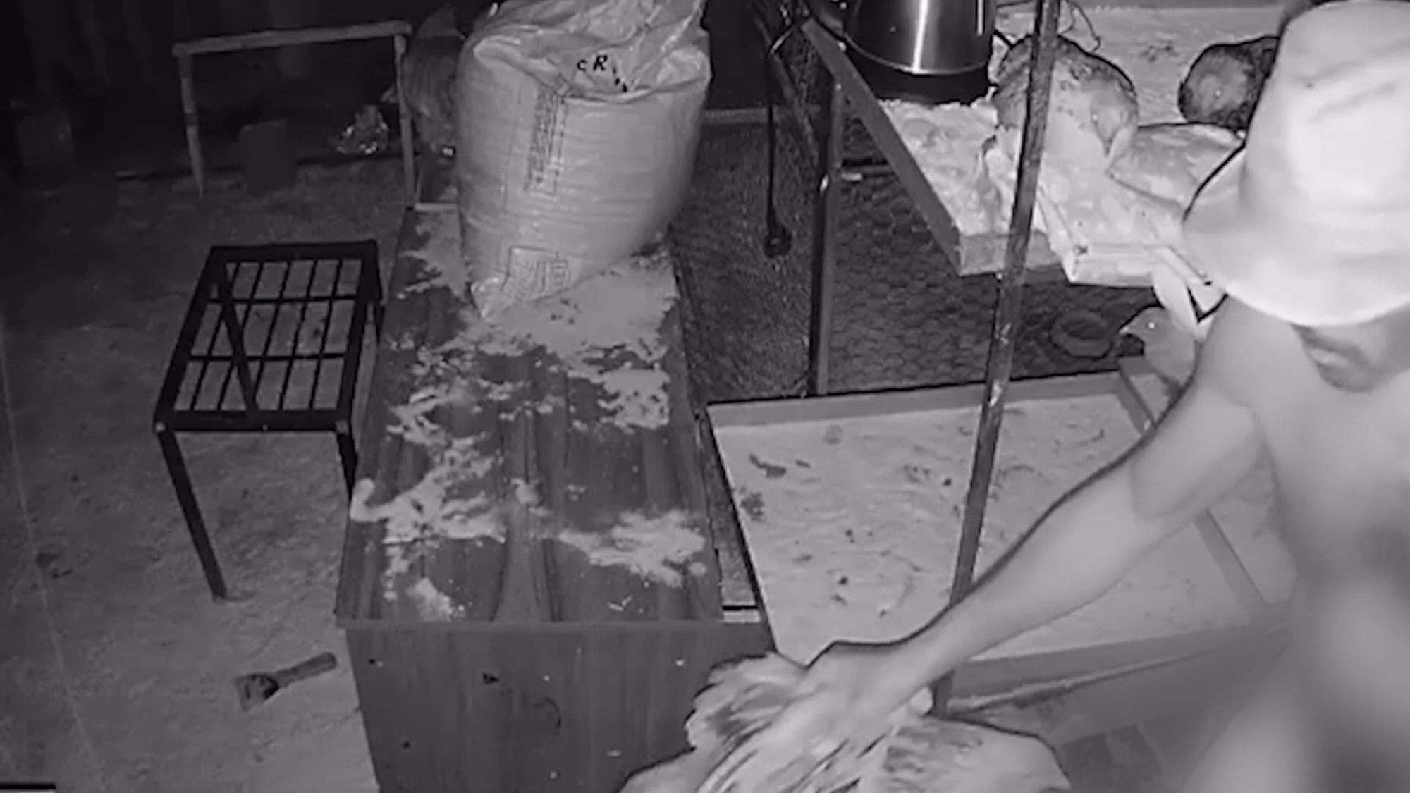 Video shows the man seemingly abusing chickens in Cascavel, Brazil, on Jun 06, 2025. He was arrested. Note: Photo is a screenshot from a video. man seemingly abusing chickens