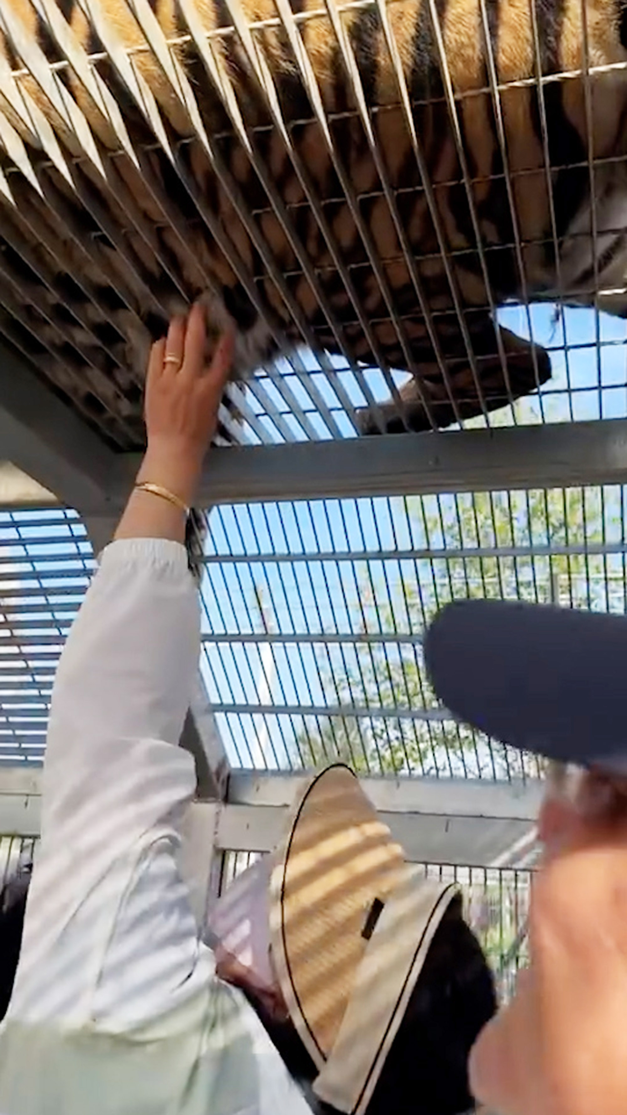 Visitors pull tiger's fur through iron cage to 'ward off evil spirits' at the Dalian Lion and Tiger Park in Dalian, Liaoning, China, undated. Note: Photo is a screenshot from a video. Tiger