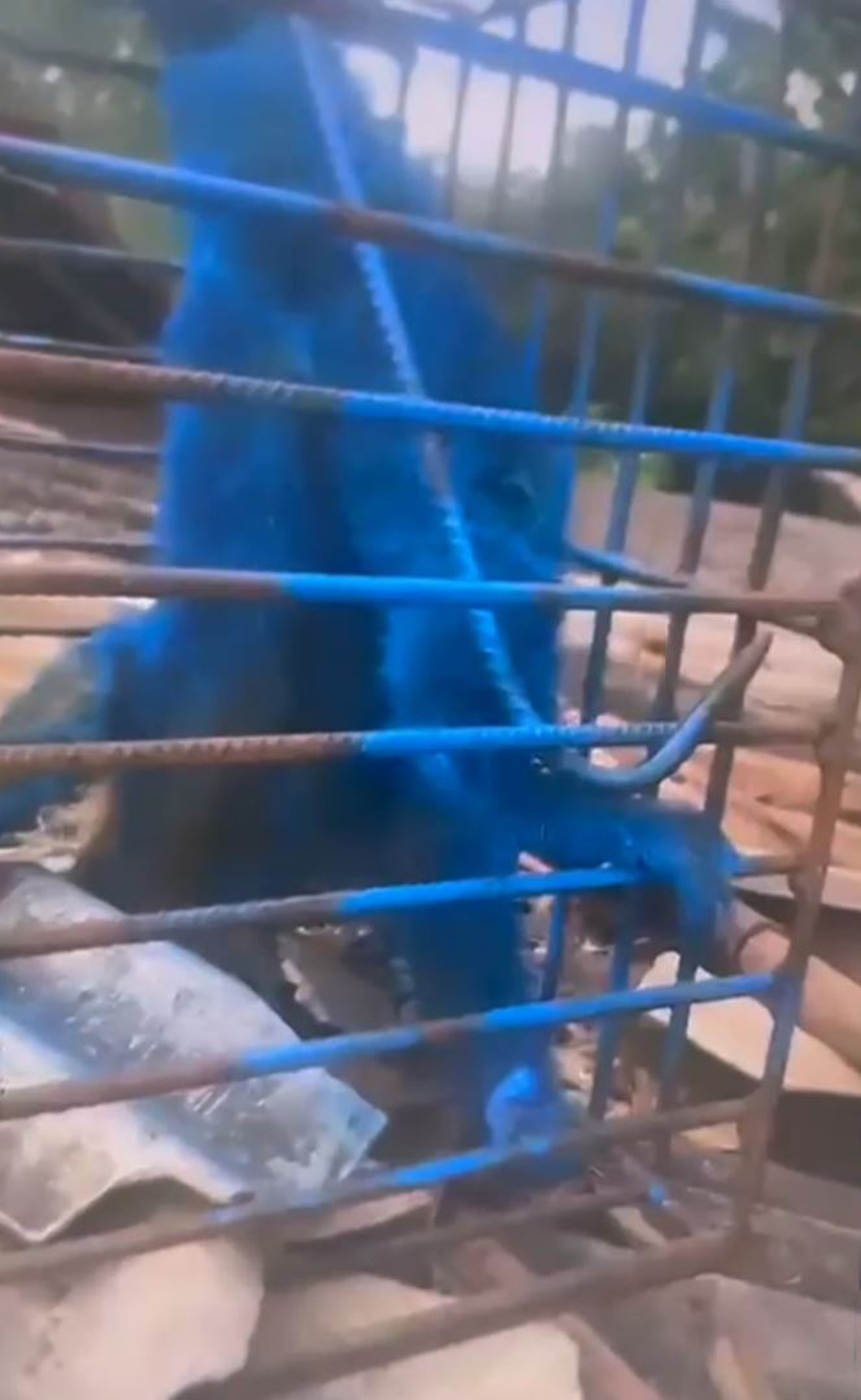 Man paints monkey blue with spray in Santa Juliana, Brazil, undated. Police is investigating the case of animal abuse. Note: Photo is a screenshot from a video Man paints monkey blue with spray in Santa Juliana