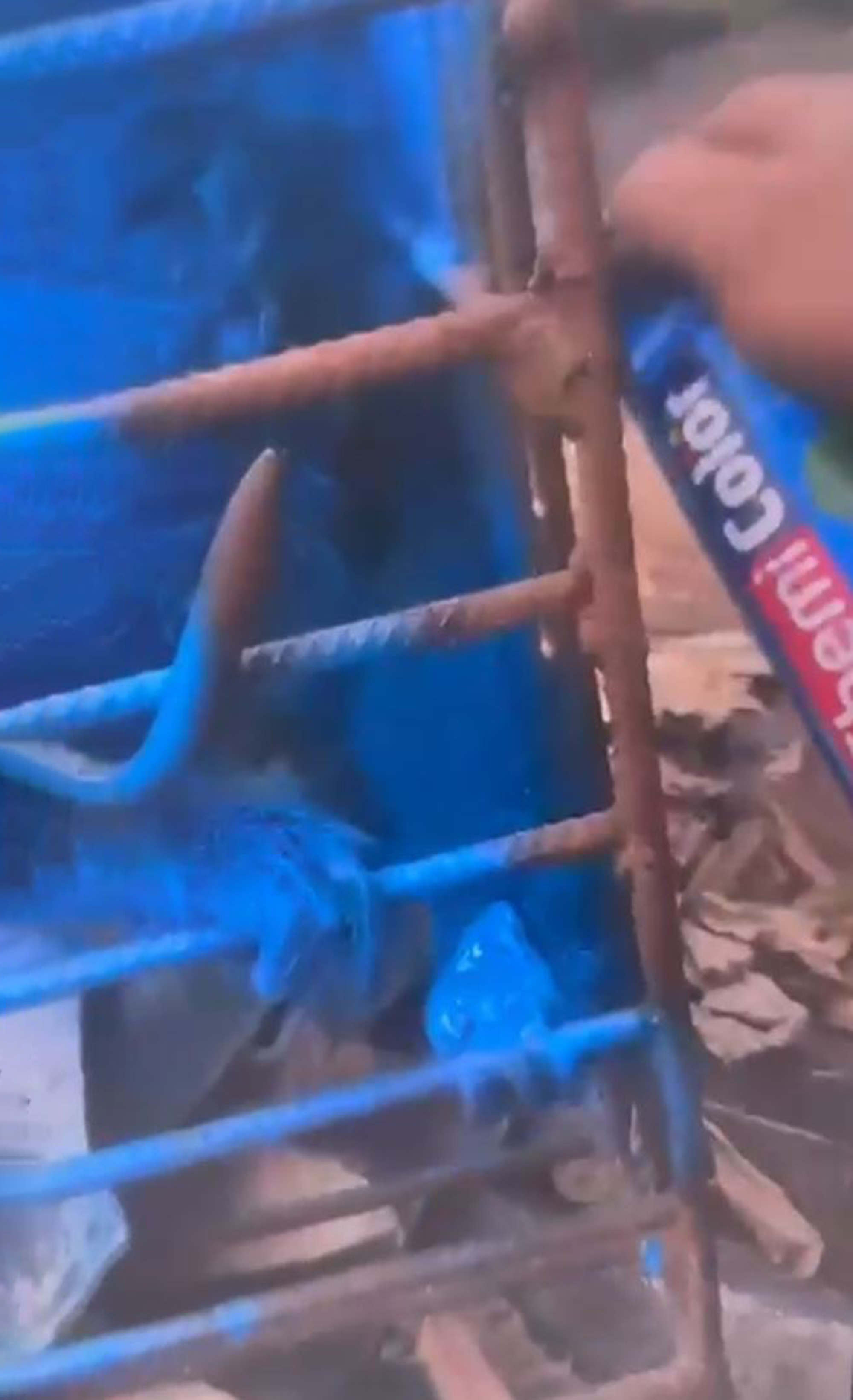 Man paints monkey blue with spray in Santa Juliana, Brazil, undated. Police is investigating the case of animal abuse. Note: Photo is a screenshot from a video Man paints monkey blue with spray in Santa Juliana
