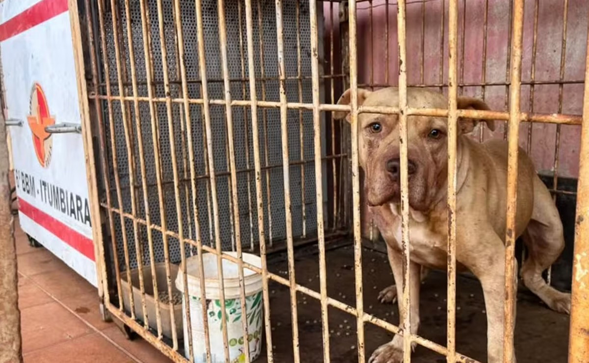 Picture shows the dog that attacked Enzo Gabriel Silva Custodio, undated. He died after he was attacked by a pitbull in Itumbiara, Brazil, on Jul.02, 2025. Note: Photo from fire department. the dog that attacked Enzo Gabriel Silva Custodio