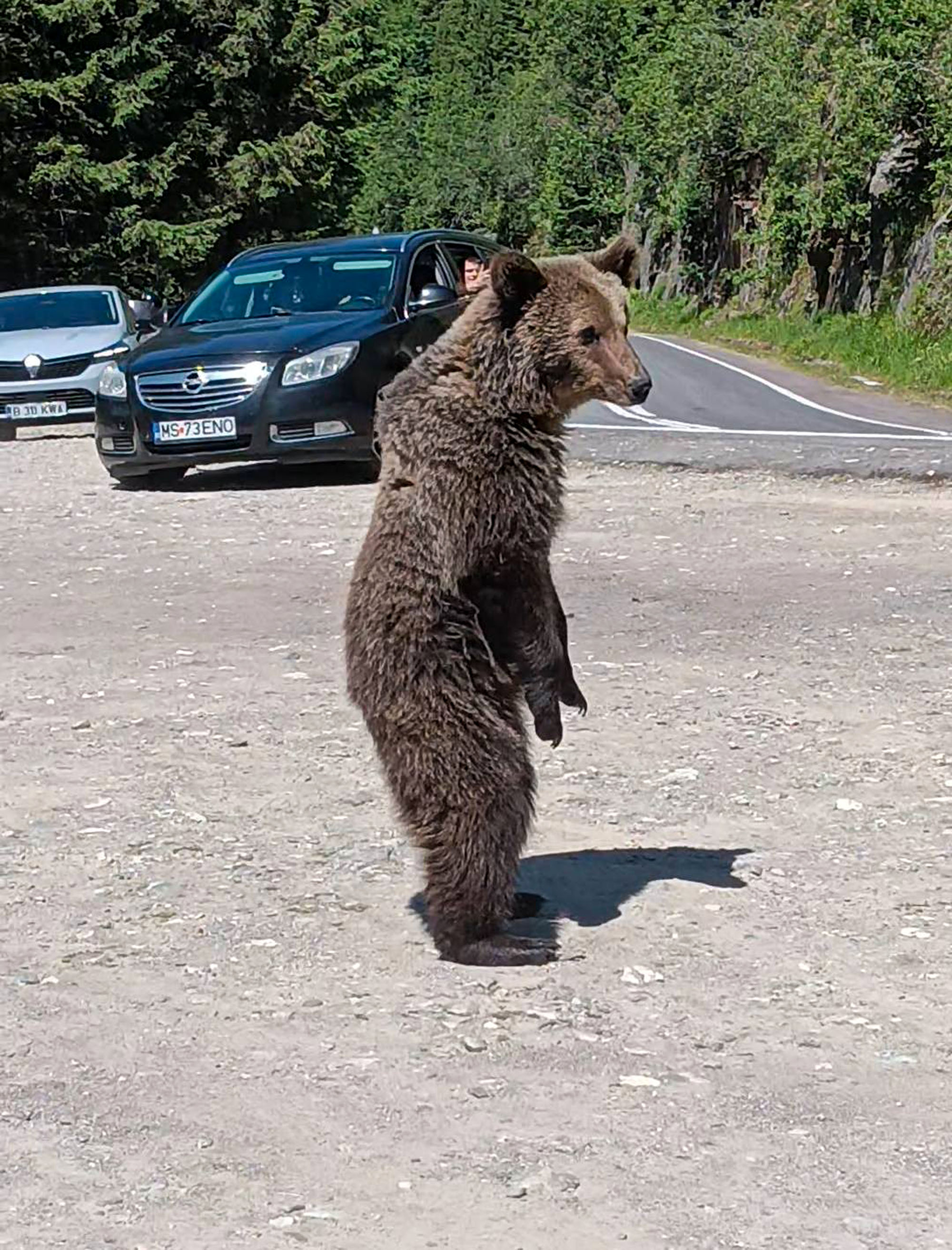 Picture shows the bear, undated. The 48-year-old tourist from Lombardy was killed by a bear while he was traveling in Romania. Note: Private photo taken from social media. Picture shows the bear