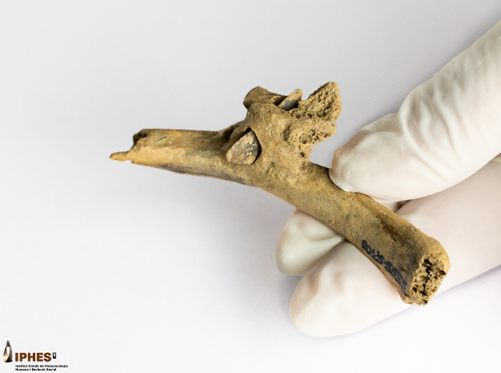 Picture shows flint arrowhead stuck in a human rib, located at the Roc de les Orenetes site (Queralbs, Ripolles), Spain. Note: Photo from press section. flint arrowhead stuck in a human rib