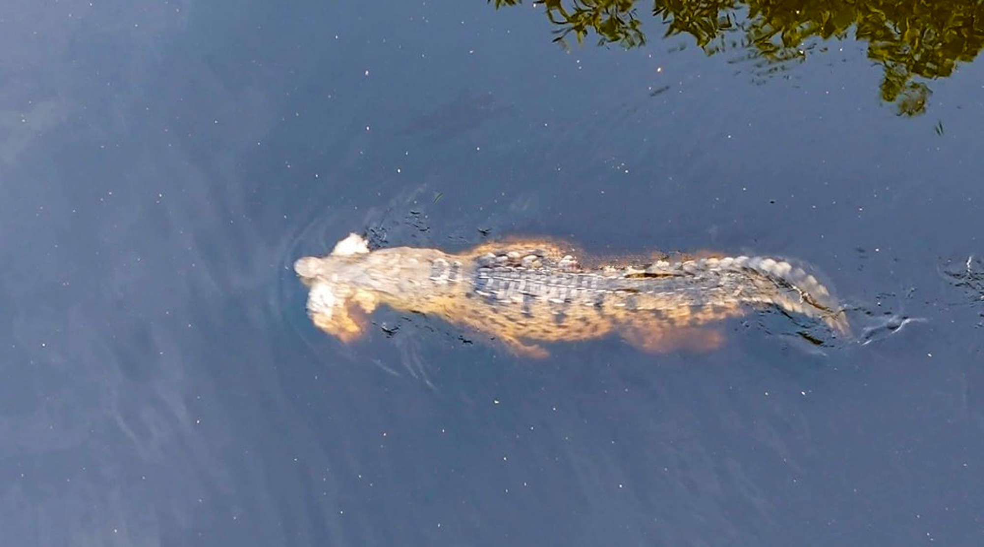 Picture shows a crocodile spotted with something unusual in its mouth, undated. Andres Alejandro Santana Hernandez, 14, was dragged by crocodiles in Lazaro Cardenas, Michoacan in Mexico. Note: Private photo. Picture shows a crocodile spotted with something unusual in its mouth