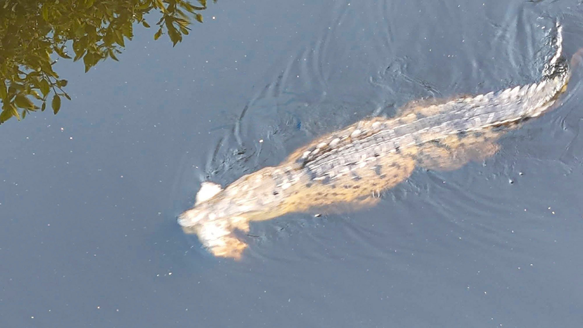 Picture shows a crocodile spotted with something unusual in its mouth, undated. Andres Alejandro Santana Hernandez, 14, was dragged by crocodiles in Lazaro Cardenas, Michoacan in Mexico. Note: Private photo. Picture shows a crocodile spotted with something unusual in its mouth